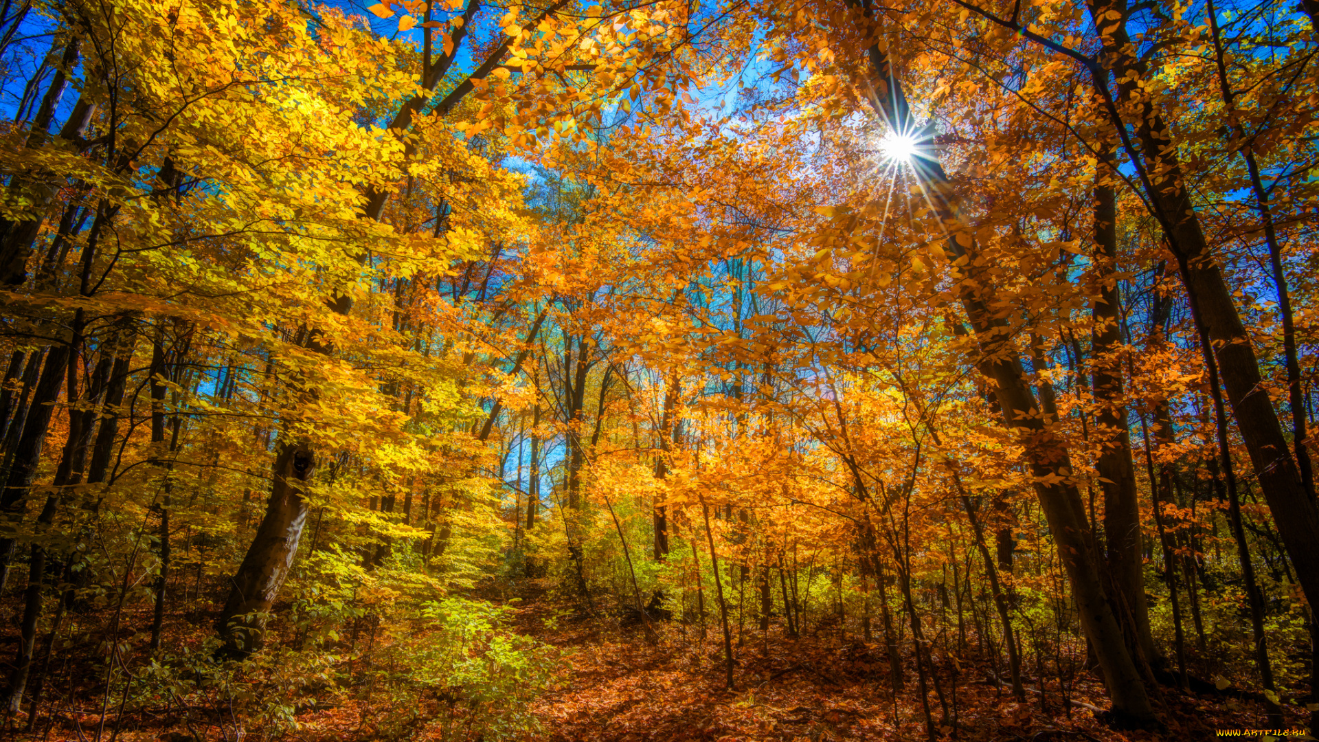 природа, лес, осень, лучи, свет