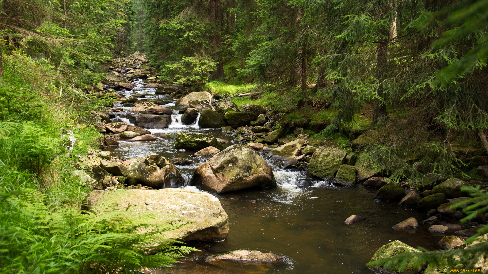 природа, реки, озера, лес, ручей, камни