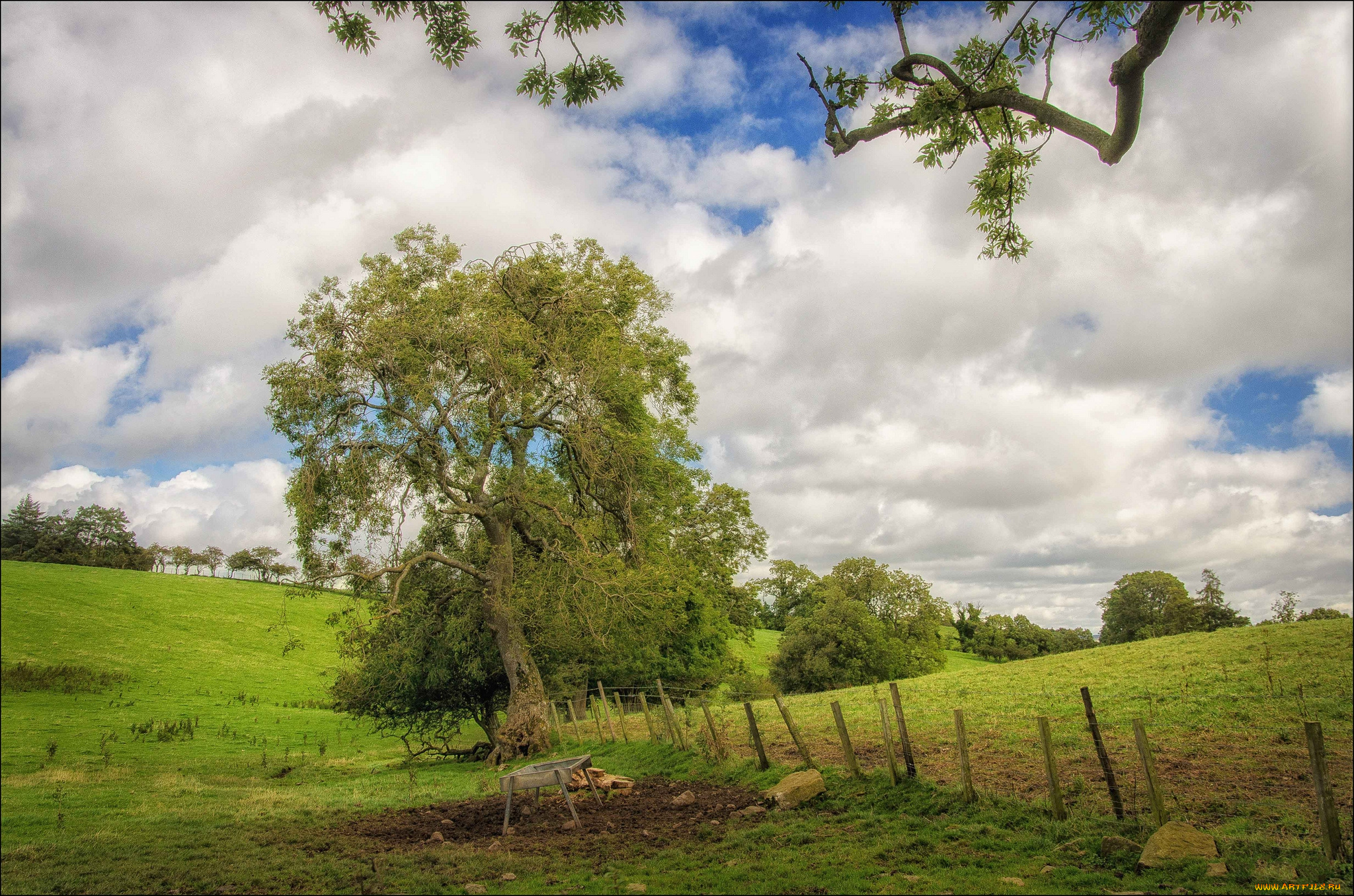 природа, деревья, поле, трава, изгородь, дерево