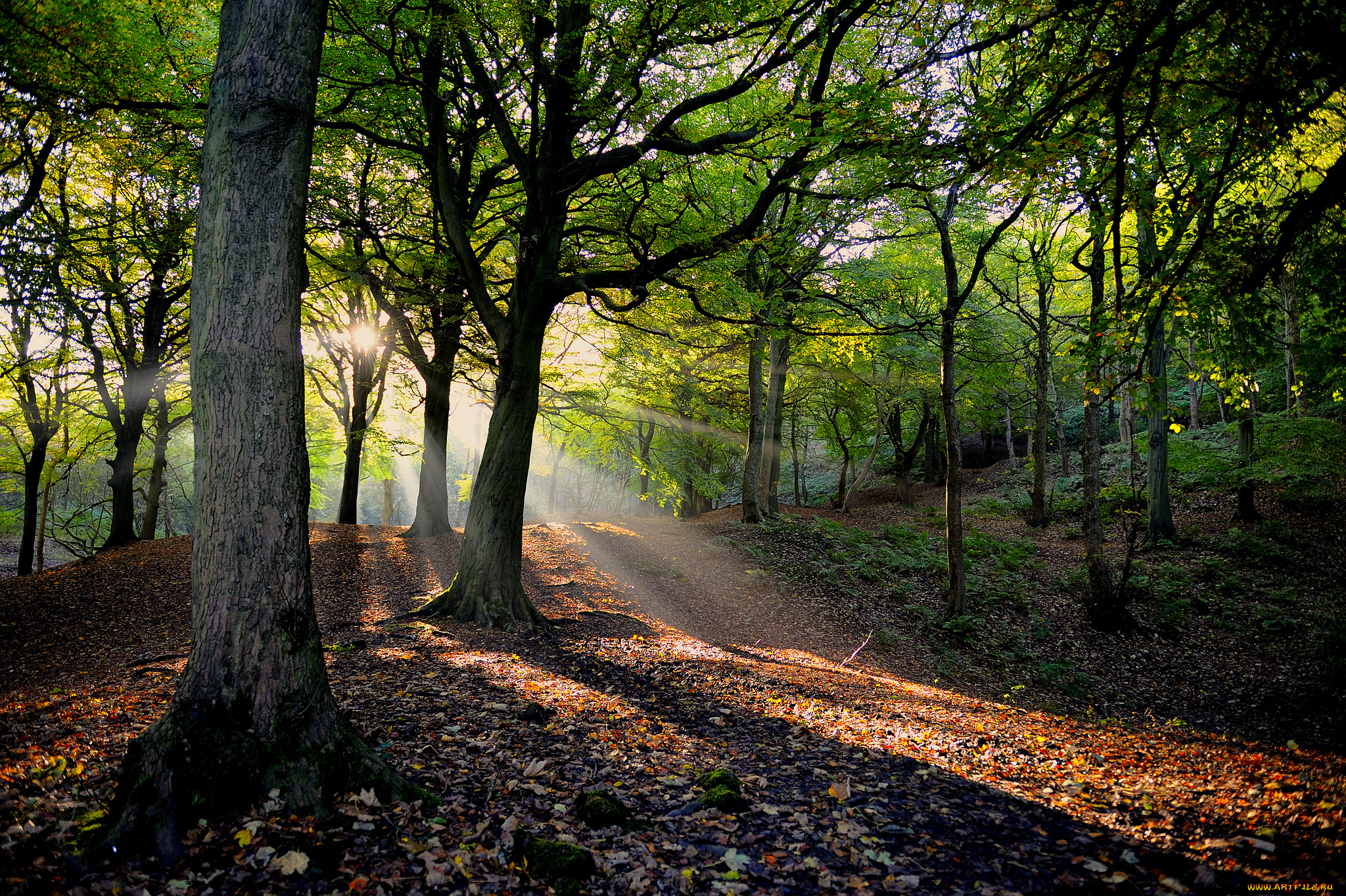природа, лес, стволы, дорожка, свет