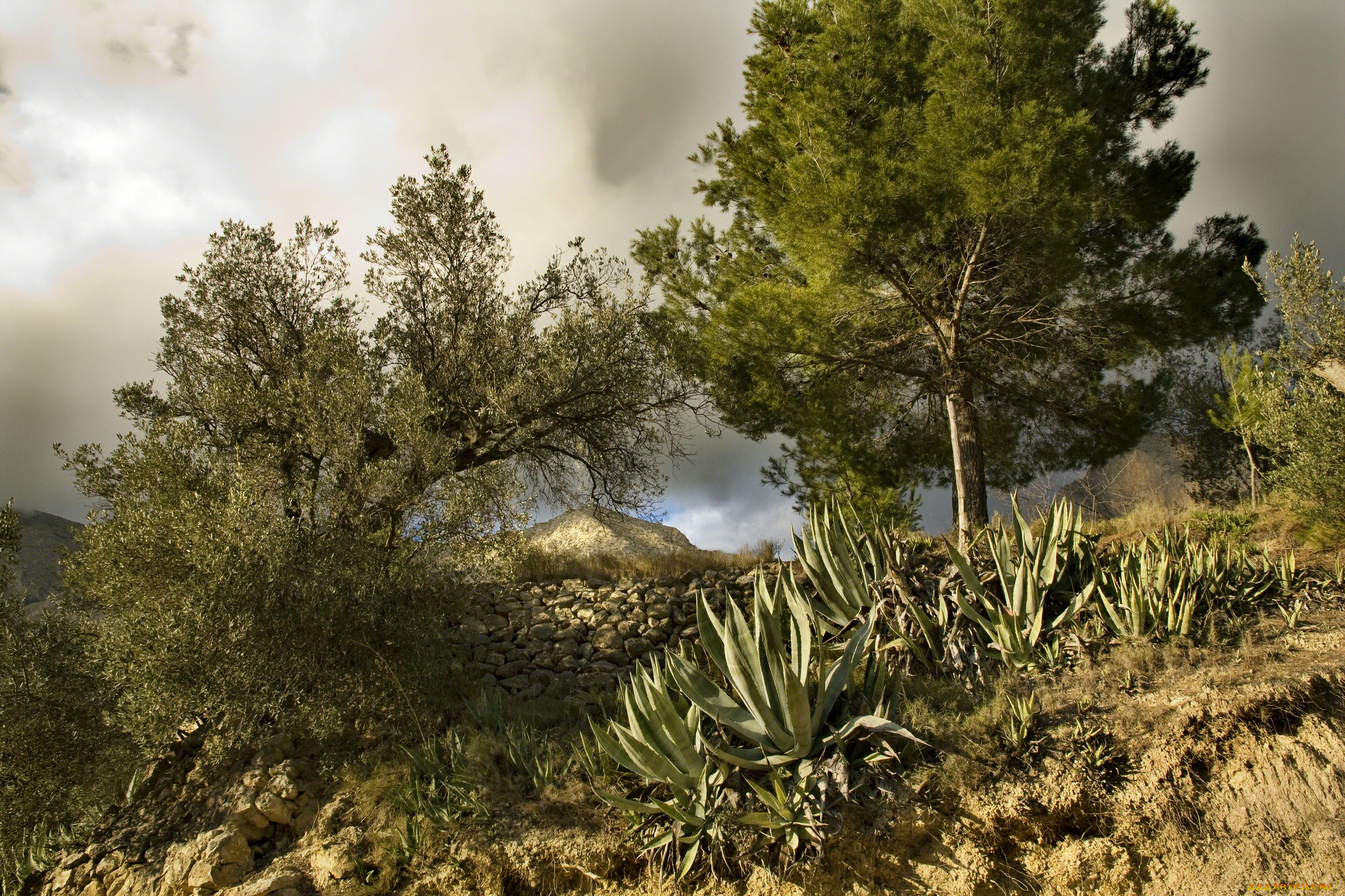 природа, деревья, кактусы, камни