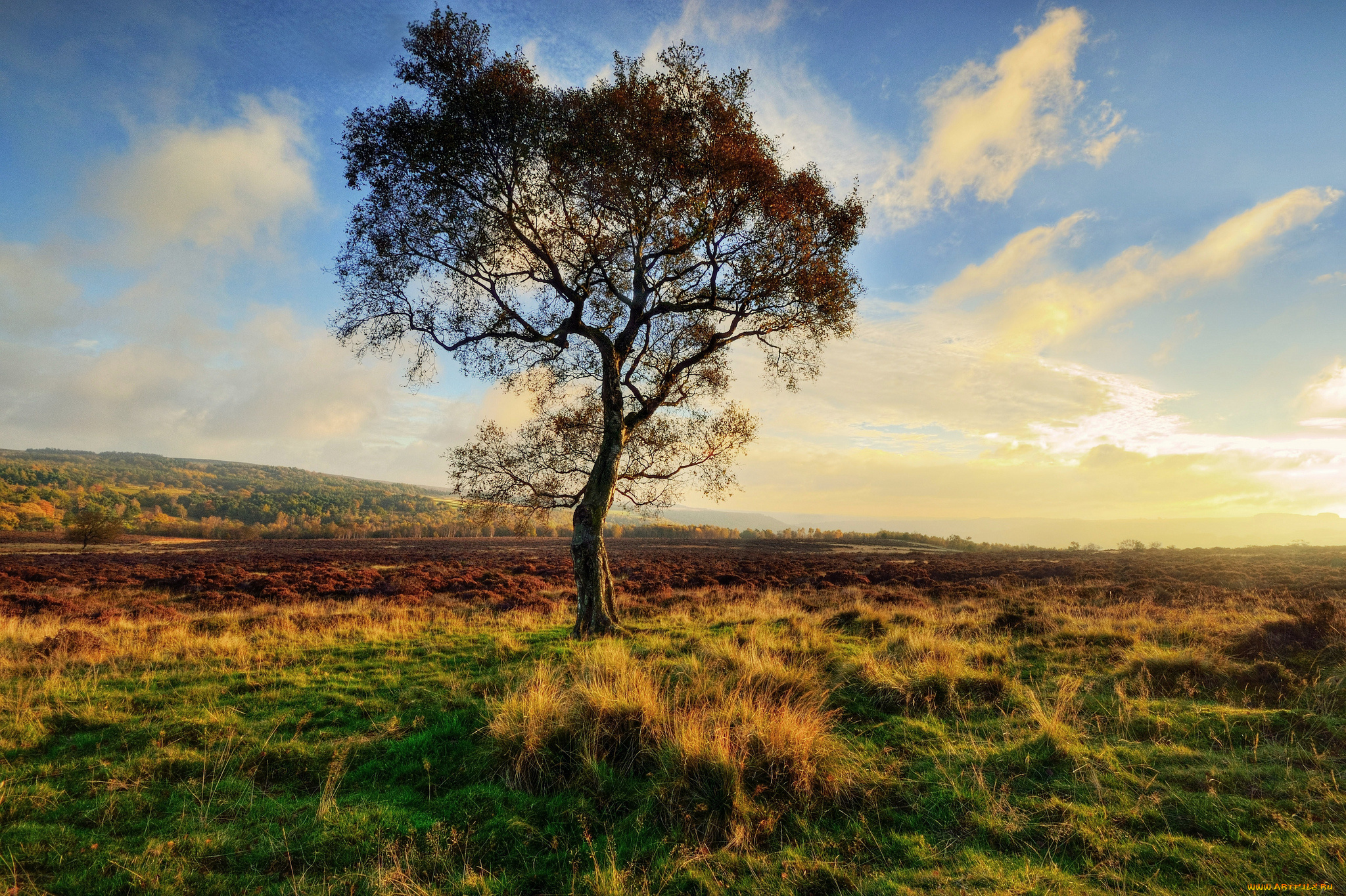 природа, деревья, трава, поле, облака, дерево