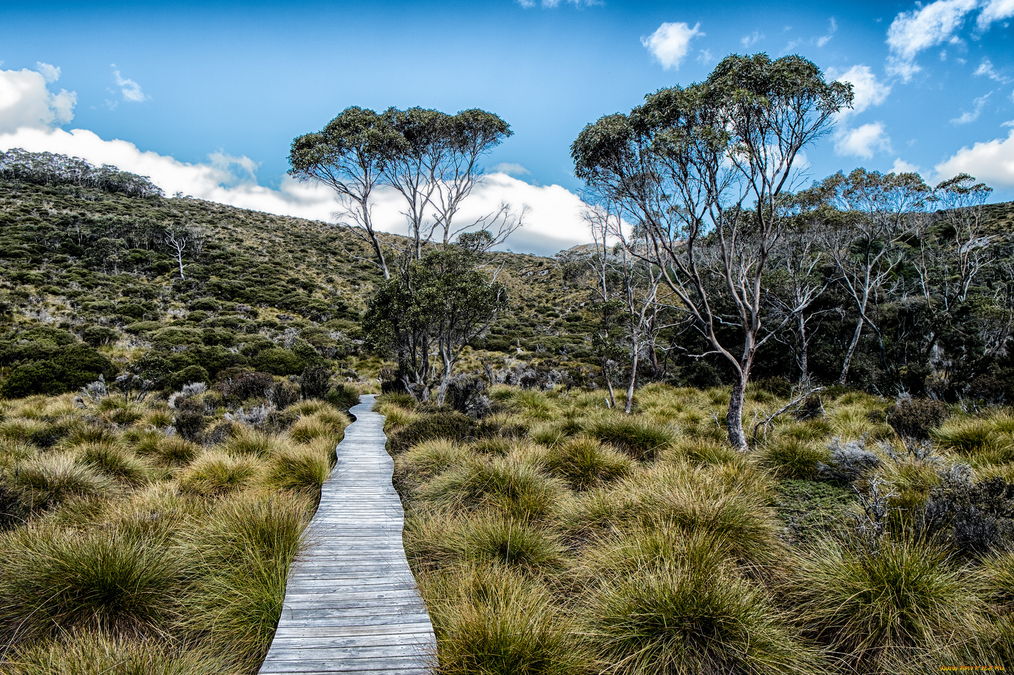природа, дороги, поле, трава, настил, дорожка, деревья
