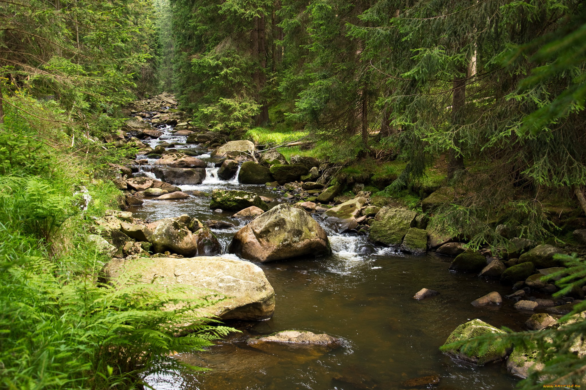 природа, реки, озера, лес, ручей, камни