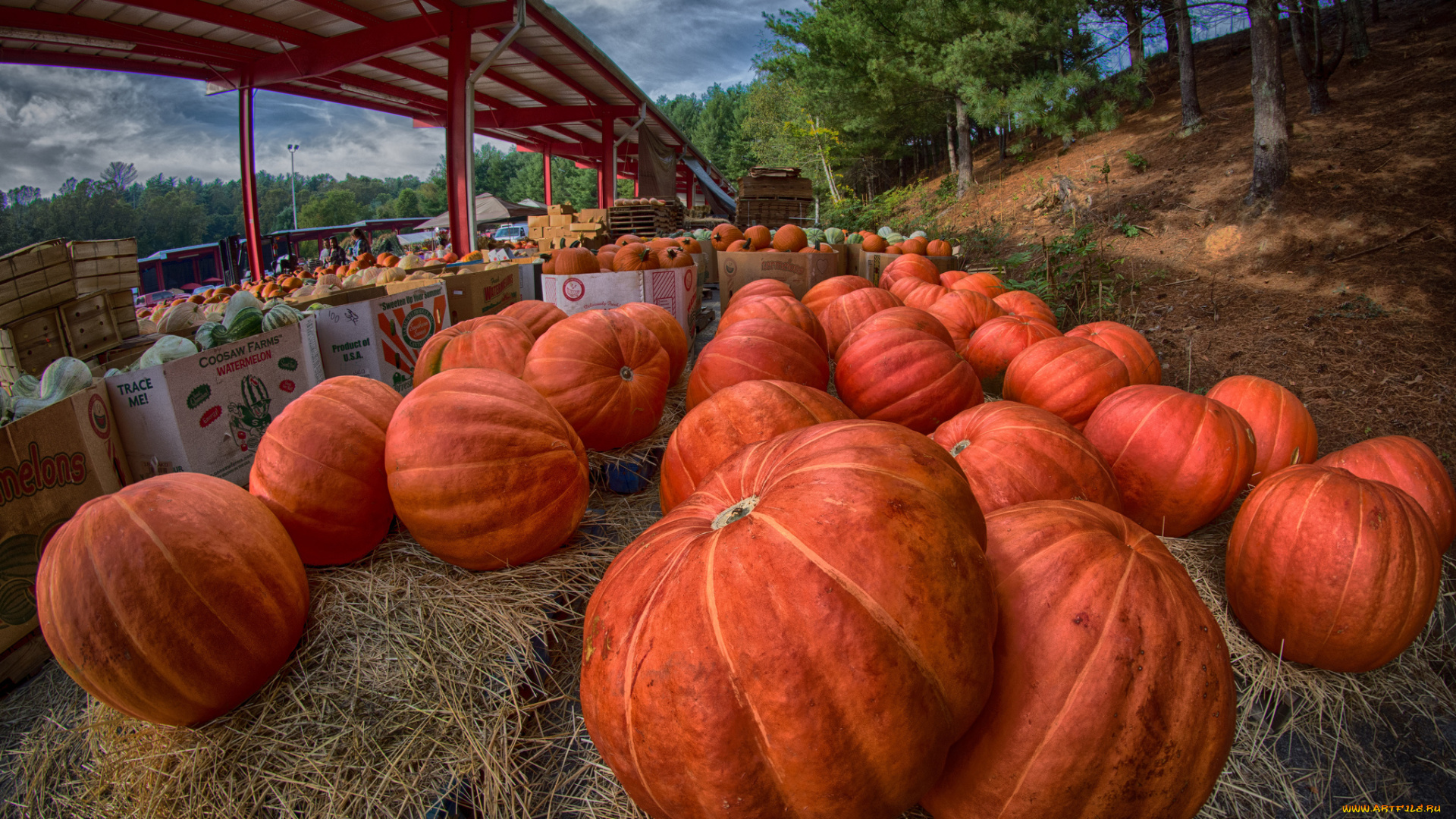 еда, тыква, урожай