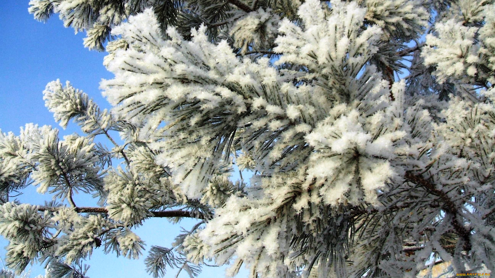 природа, деревья, хвоя, зима, снег, ветки, сосна