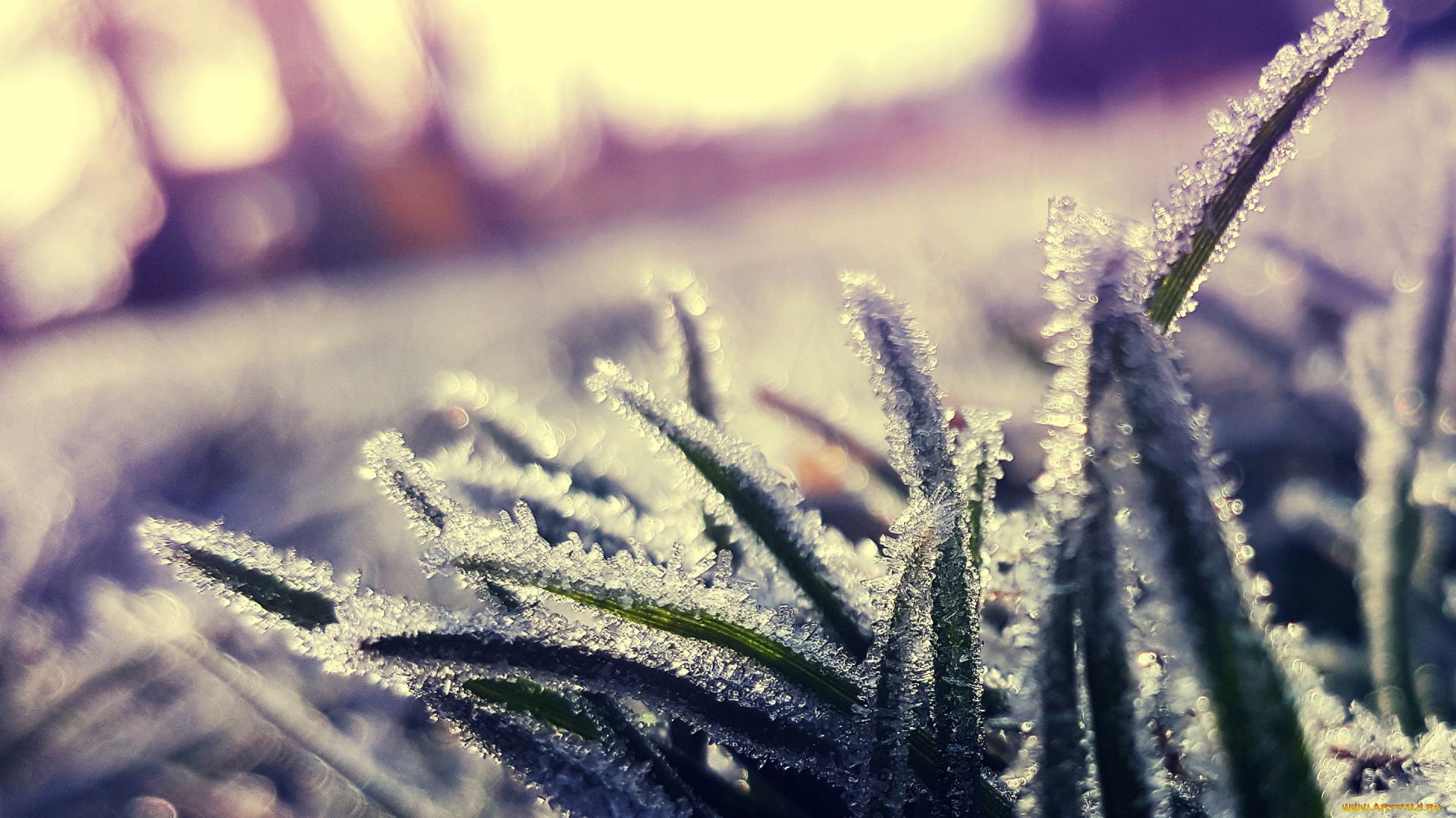 природа, макро, трава, кристаллы, иней, холод