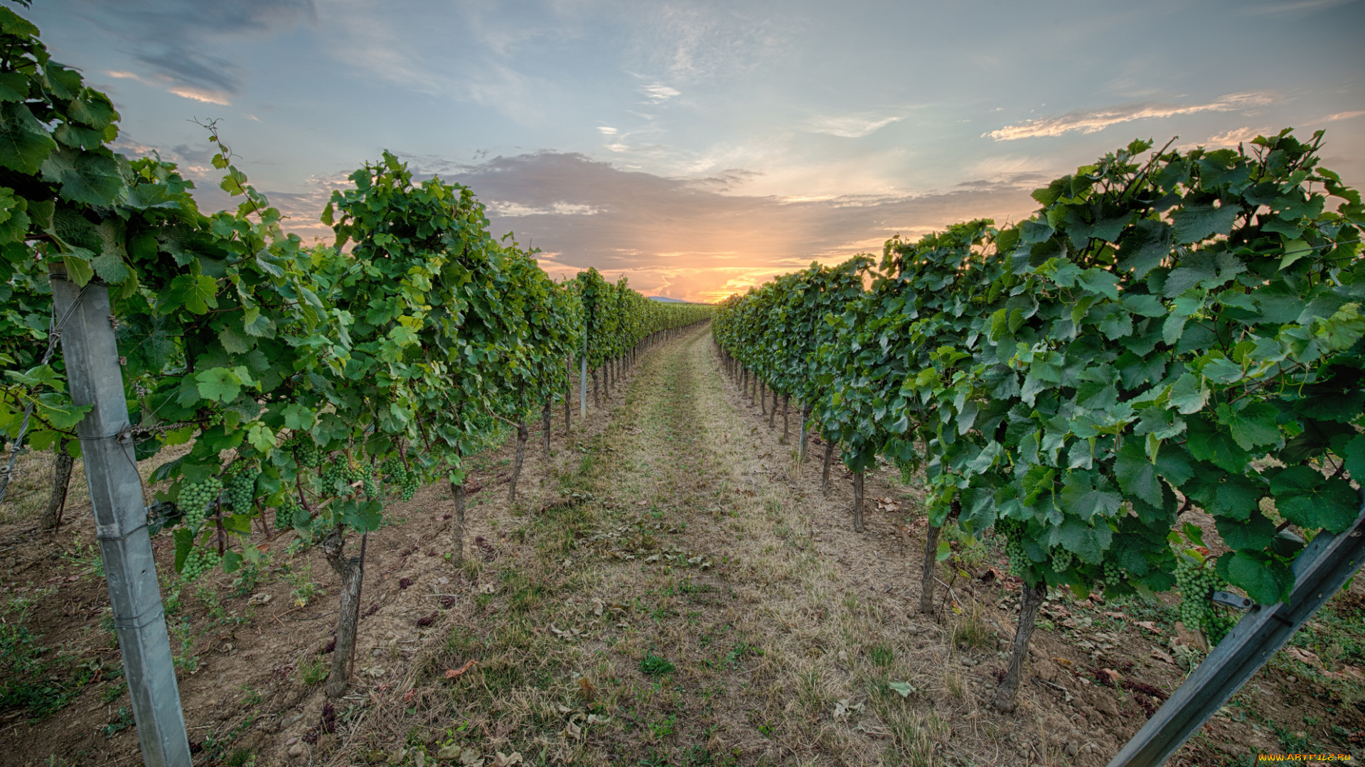 природа, поля, рассвет