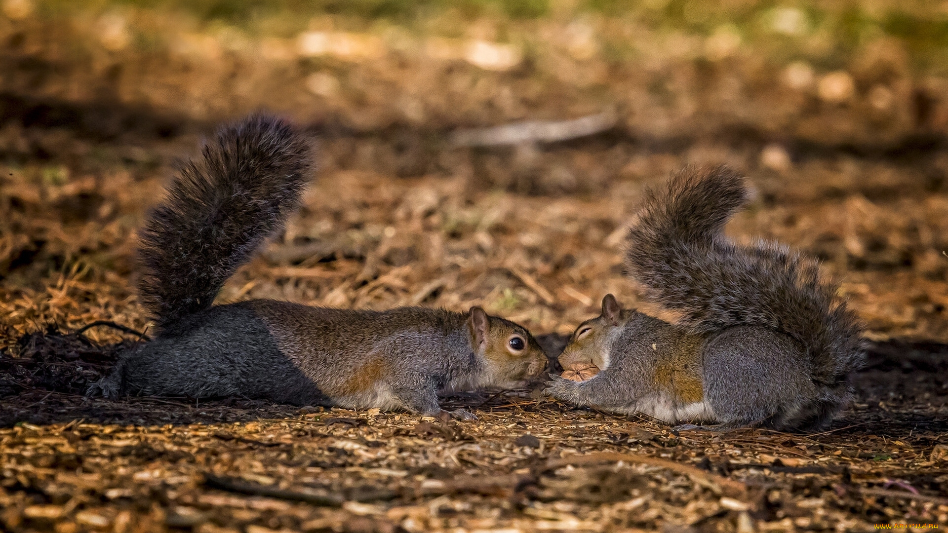 животные, белки, ситуация, орех