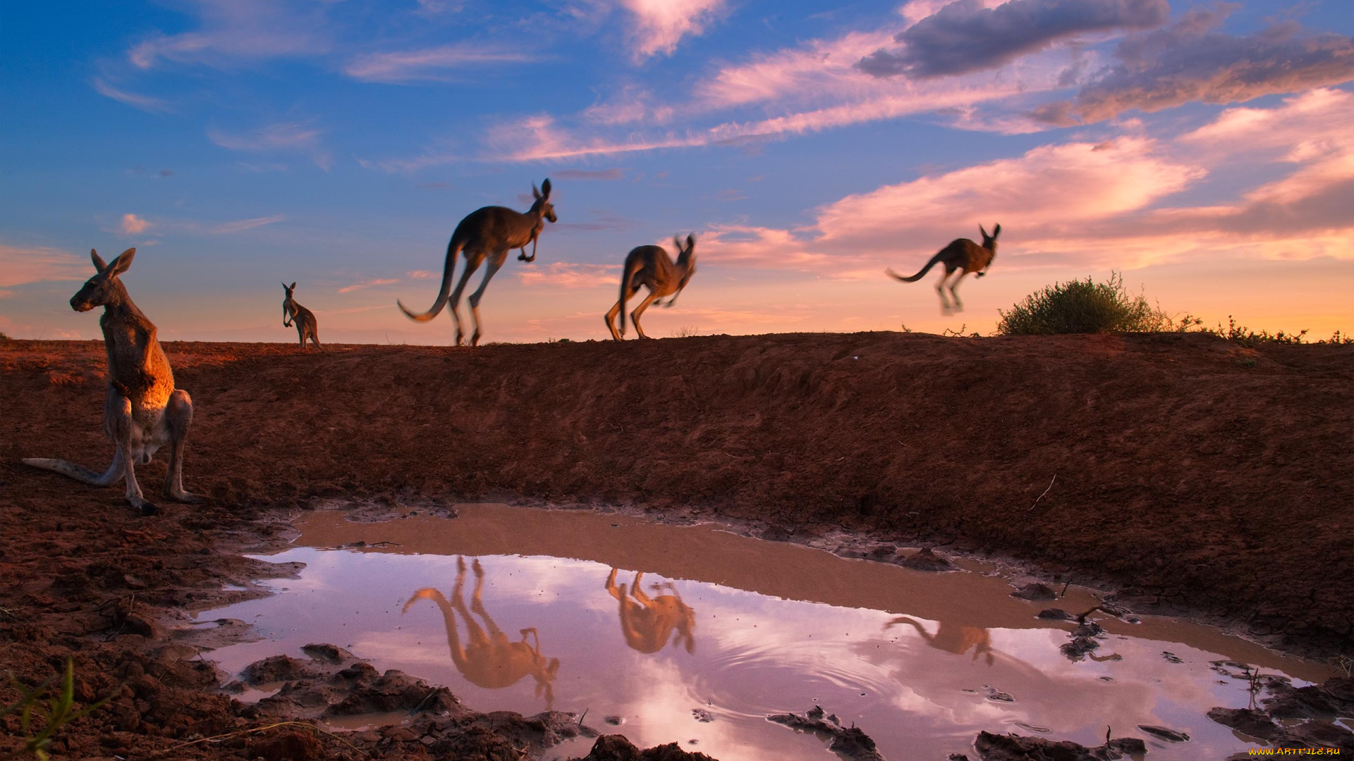 животные, кенгуру, лужа, закат, облака, вечер