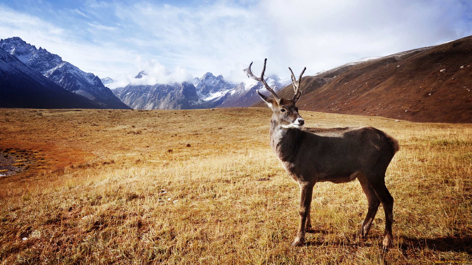 животные, олени, горы, рога, олень, трава, сухая