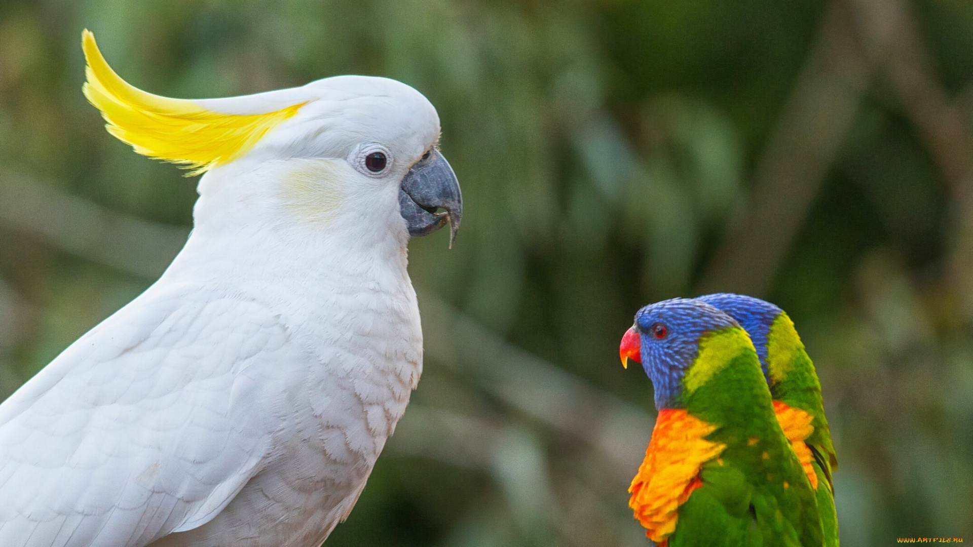 животные, попугаи, птицы, лорикеты, босс, какаду, многоцветный, лорикет