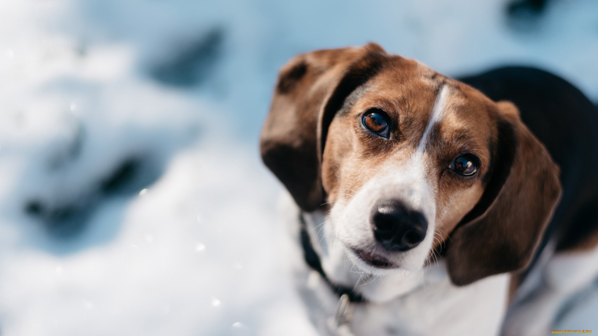 животные, собаки, бигль, взгляд, собака, морда