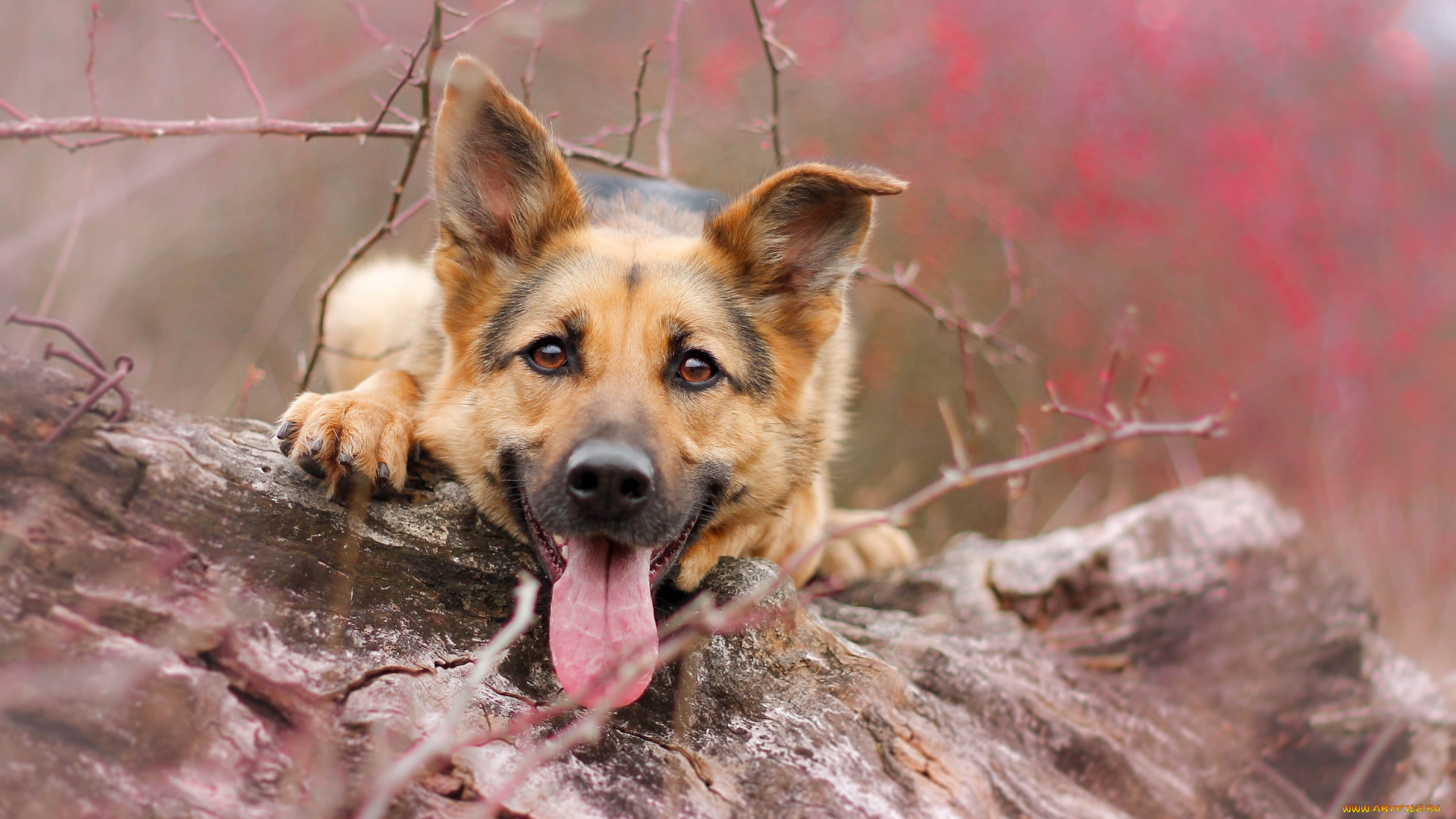 животные, собаки, язык, морда, собака, овчарка, взгляд