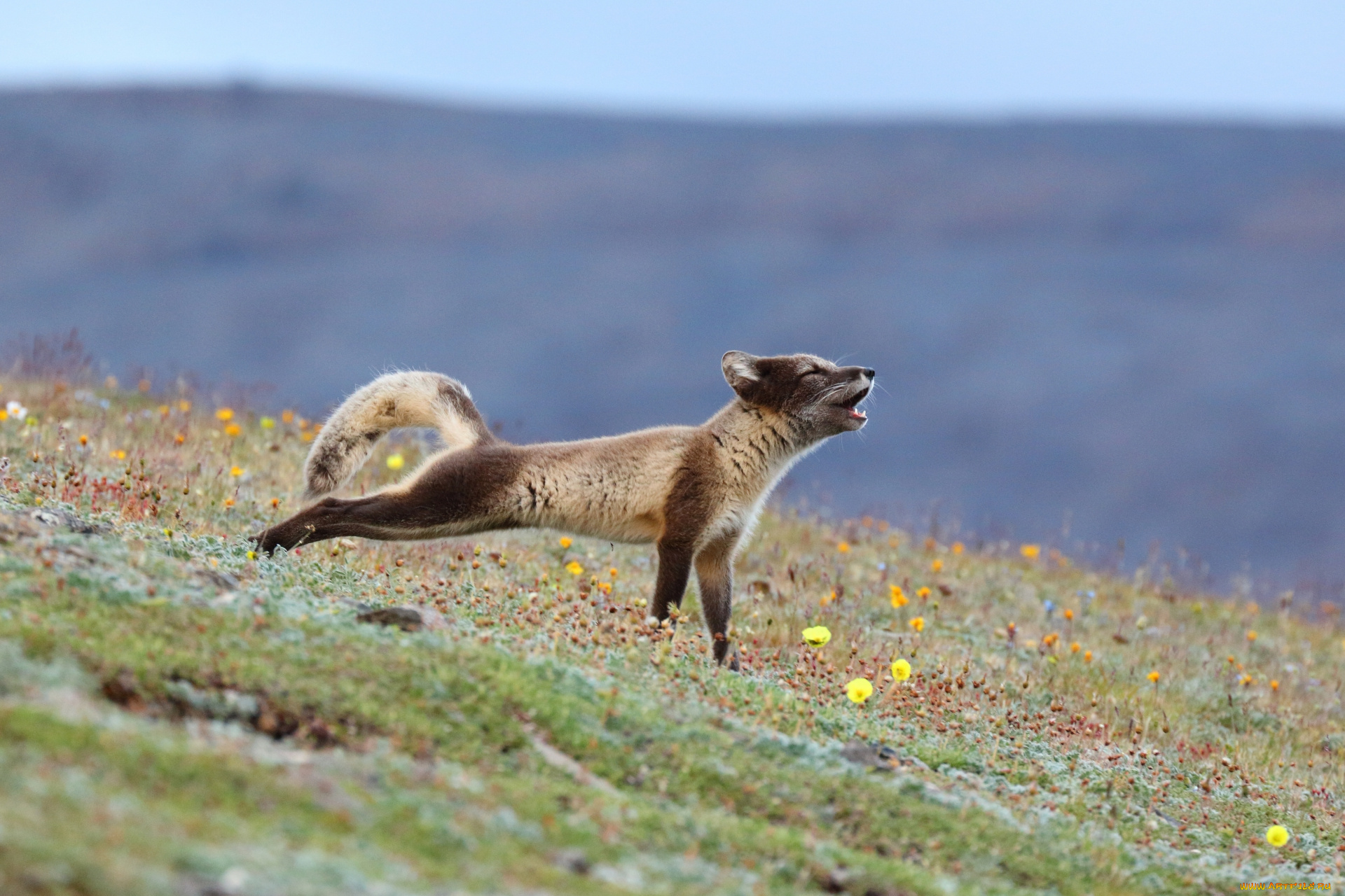 животные, песцы, луг, потягивание, песец, цветы, трава