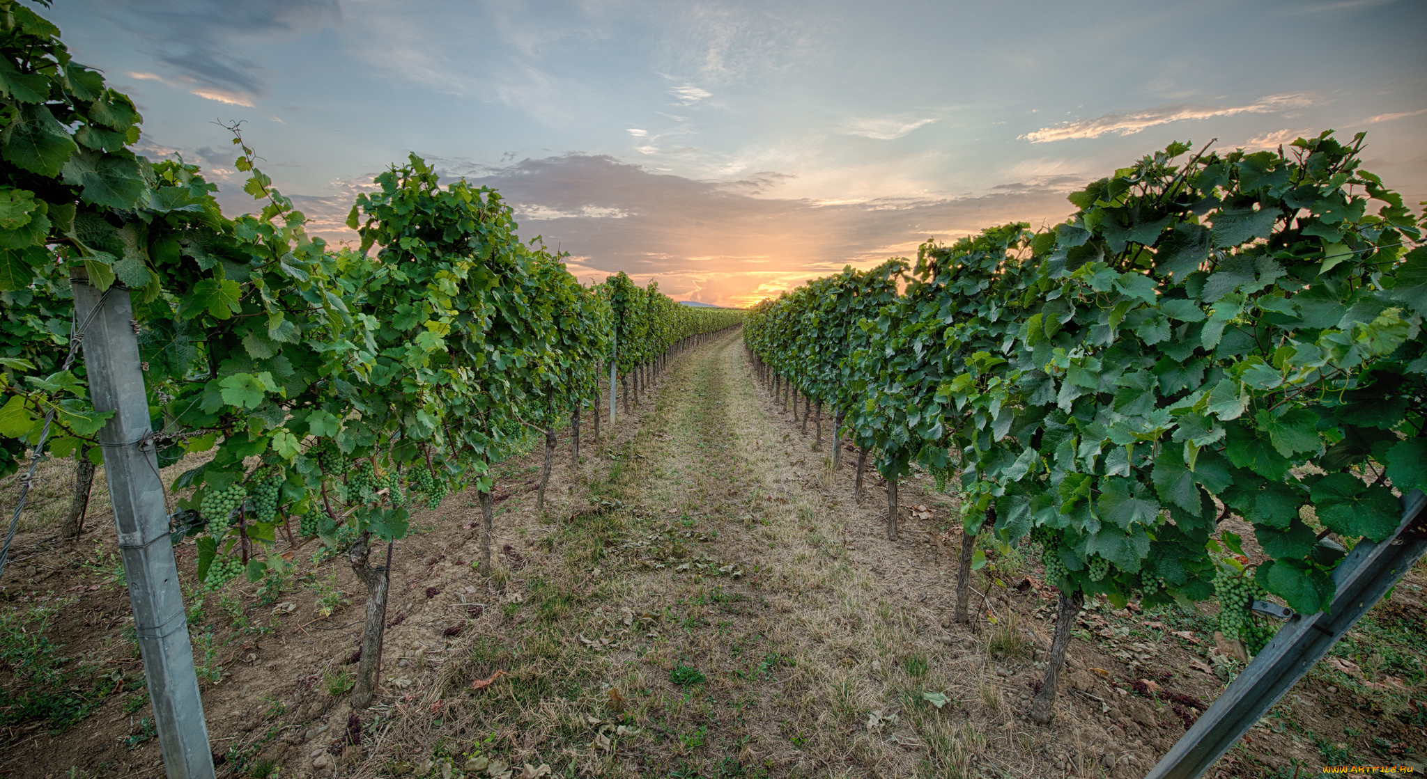 природа, поля, рассвет