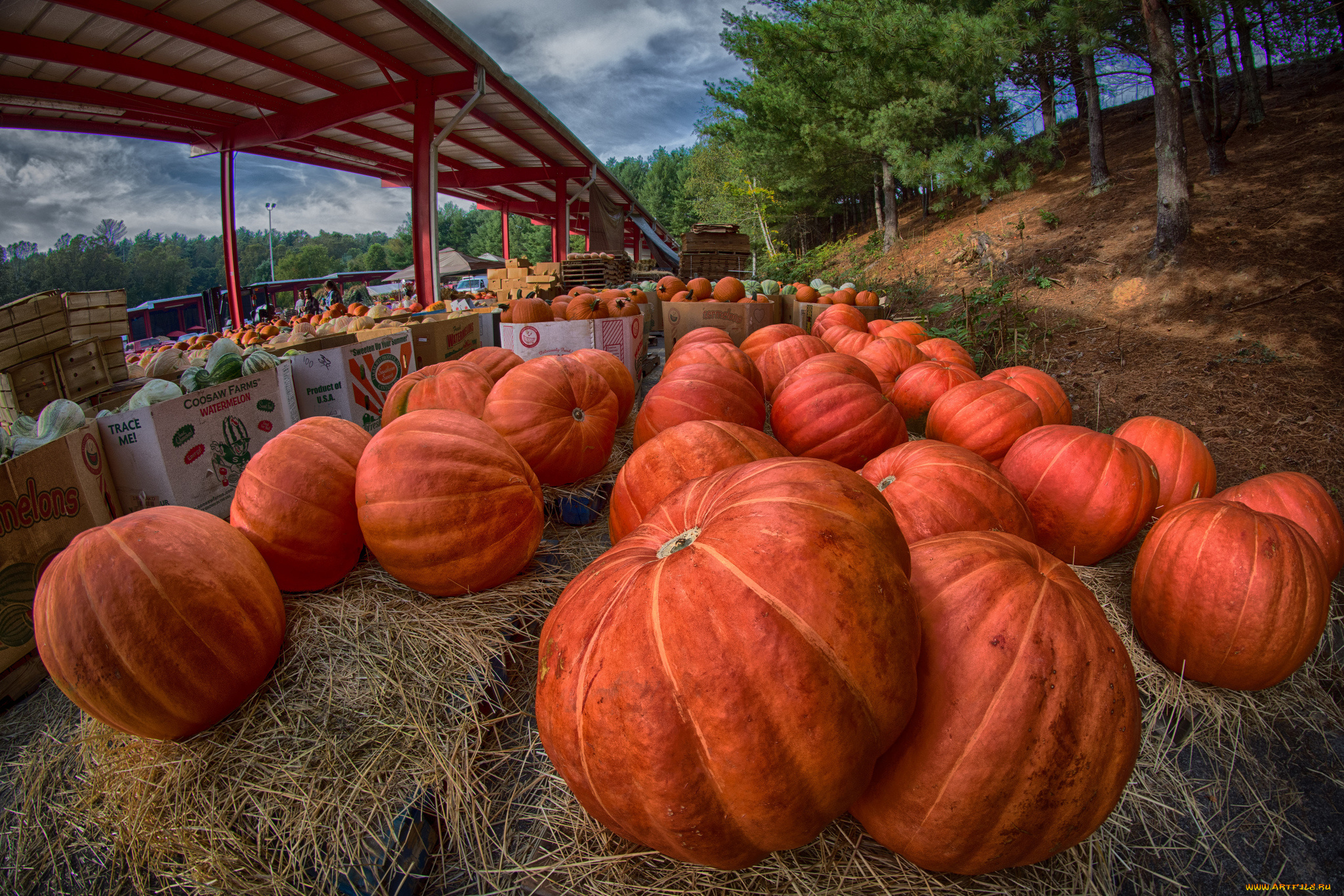 еда, тыква, урожай