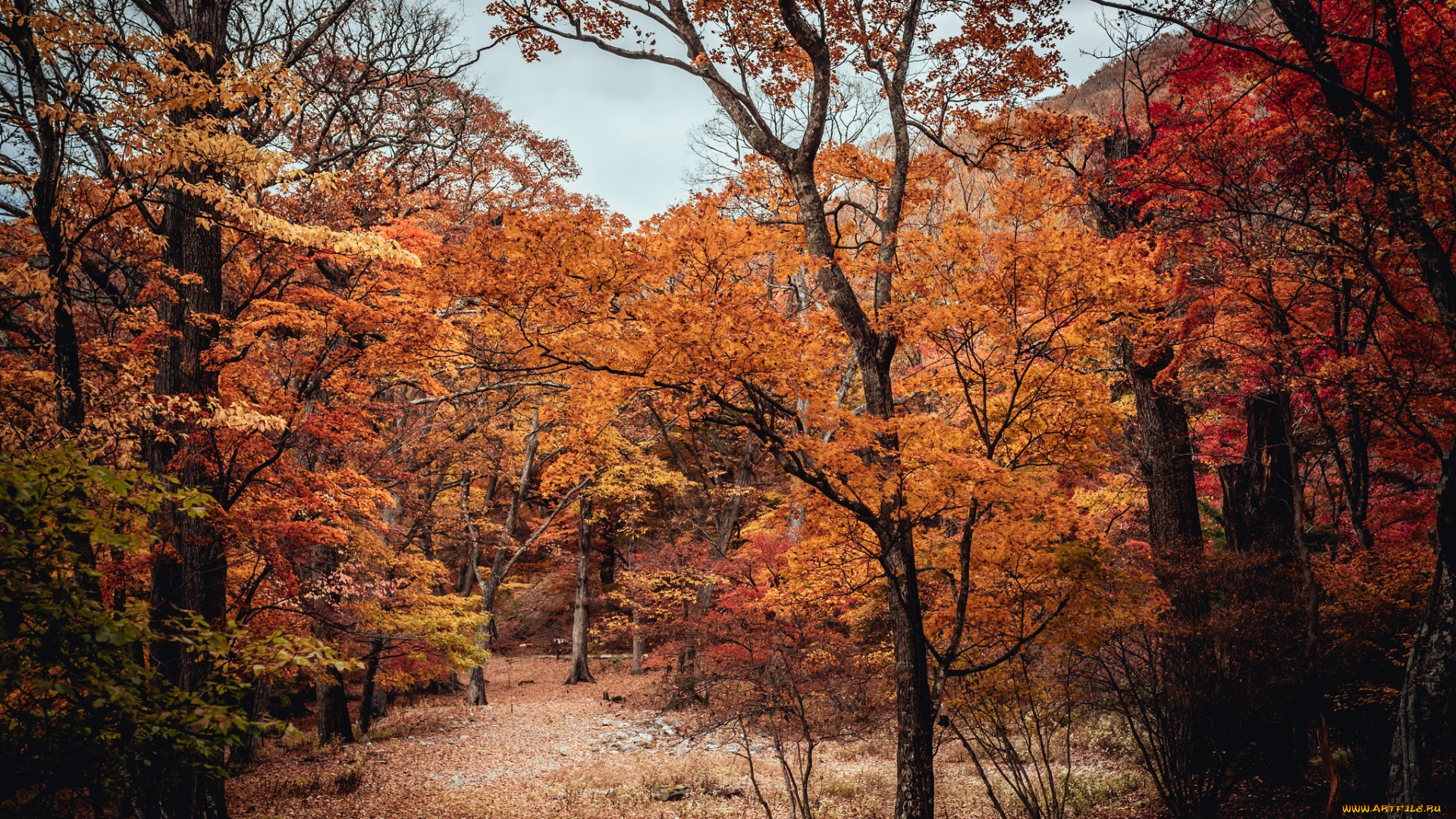 природа, лес, деревья