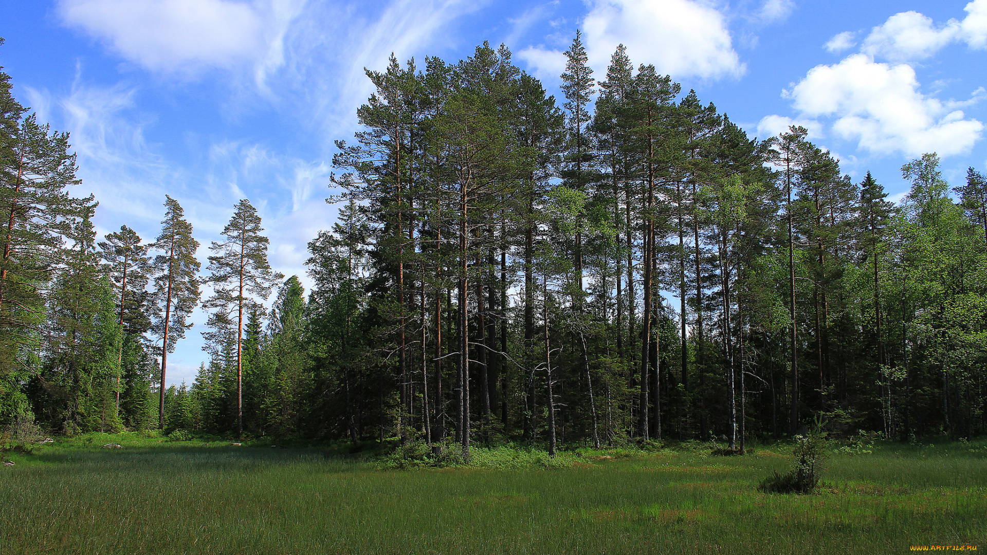 природа, лес, деревья