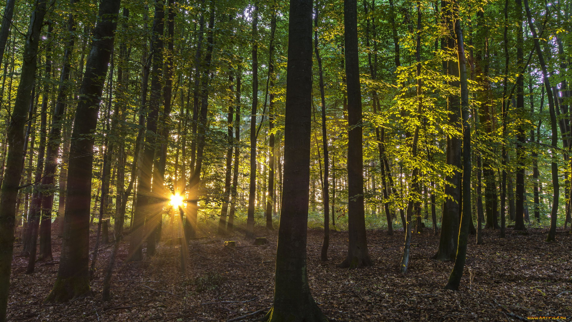 природа, лес, деревья