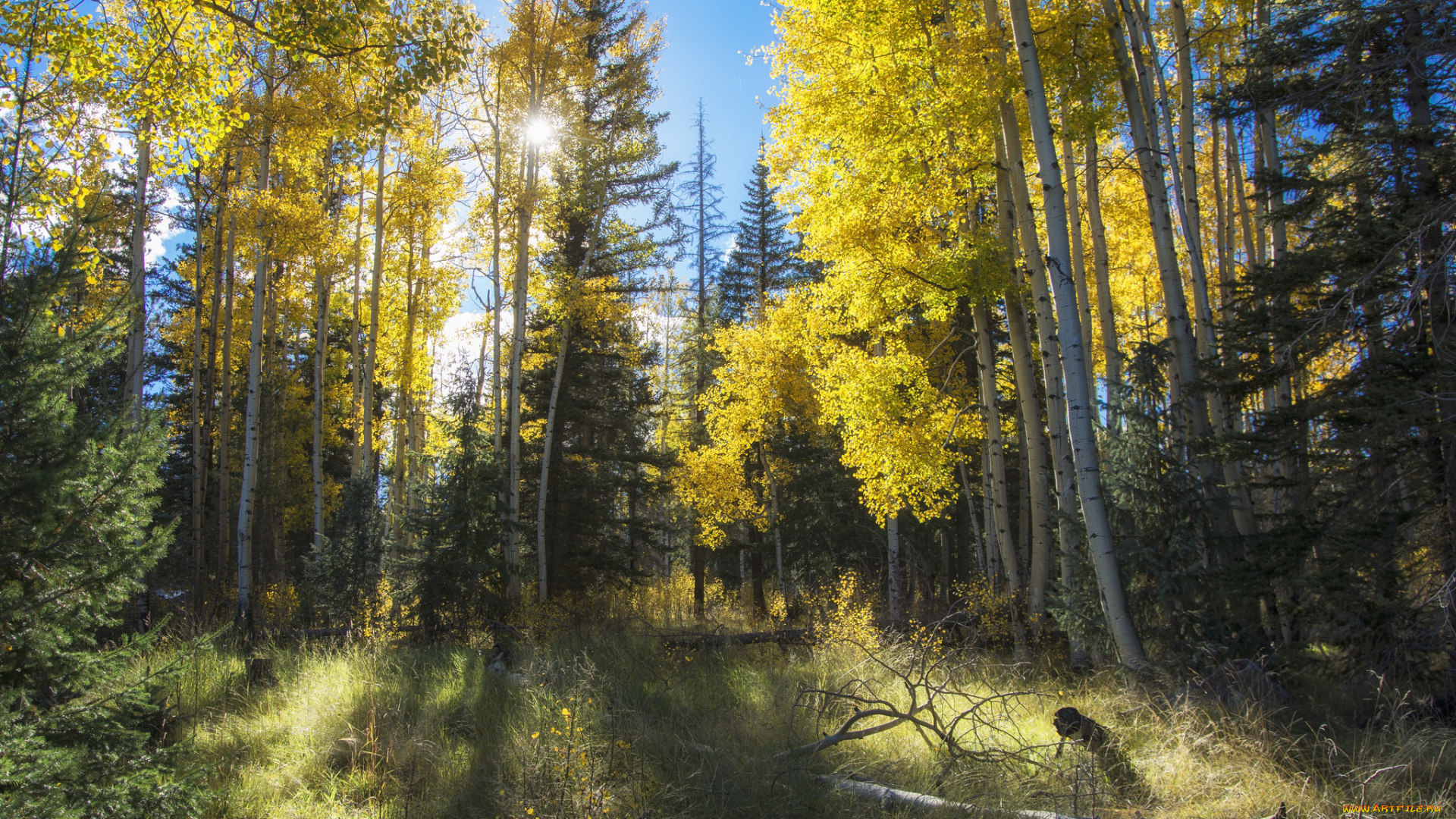 природа, лес, деревья