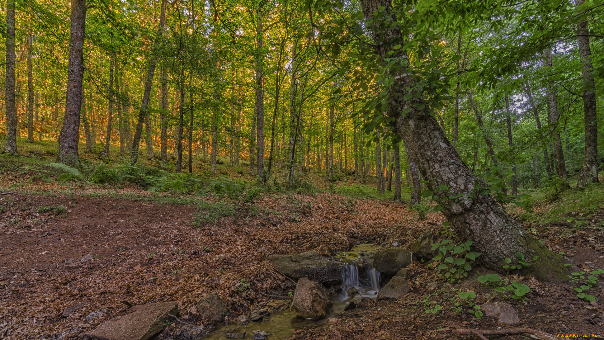 природа, лес, деревья