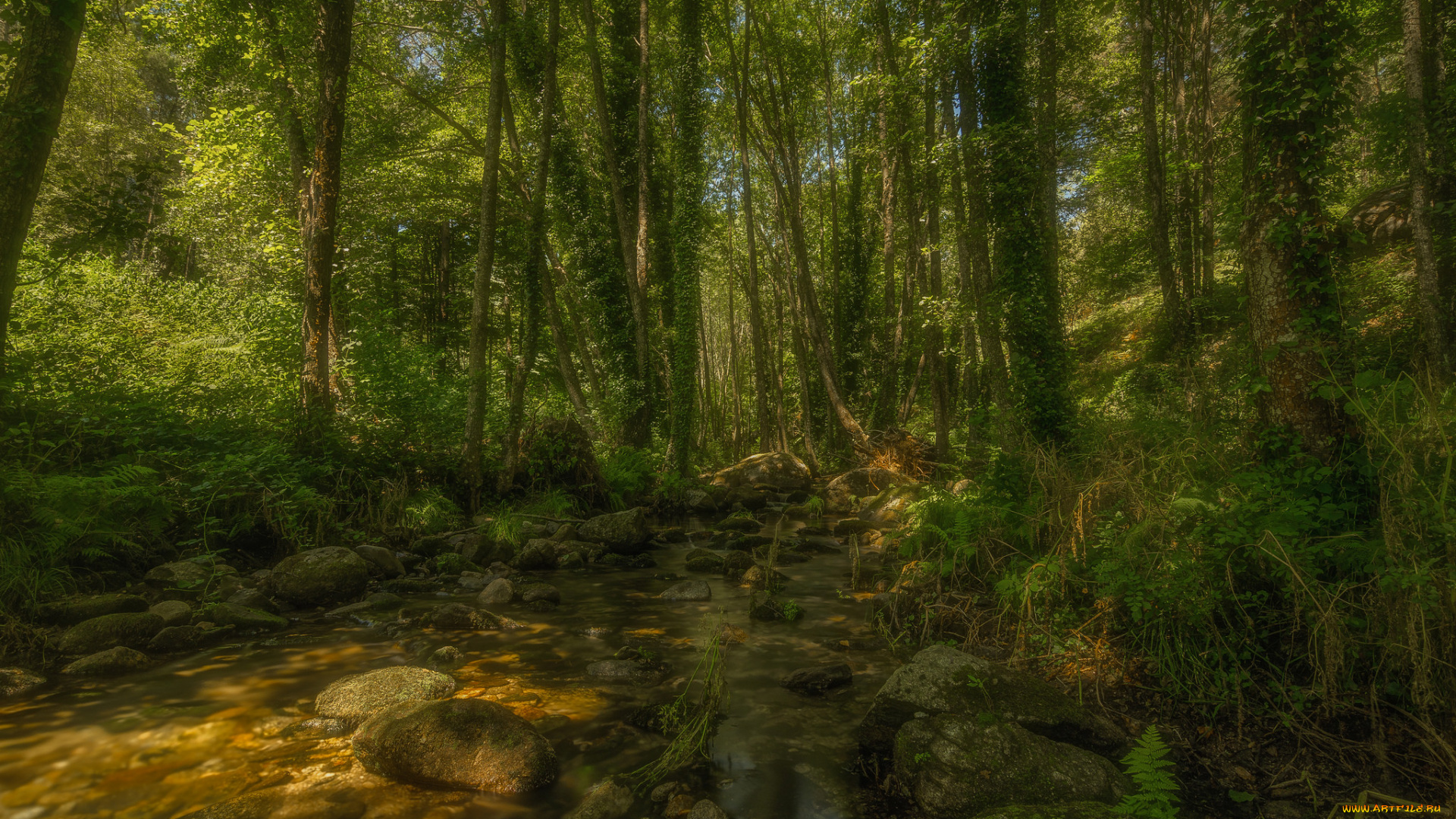 природа, лес, деревья