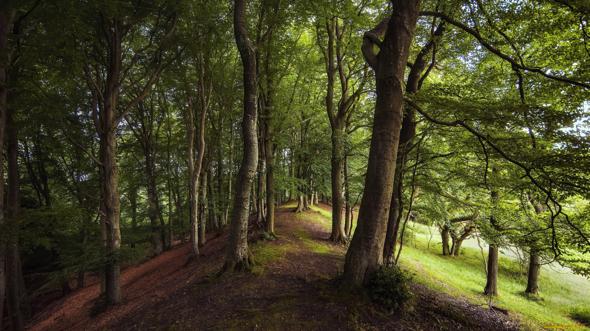 природа, лес, деревья