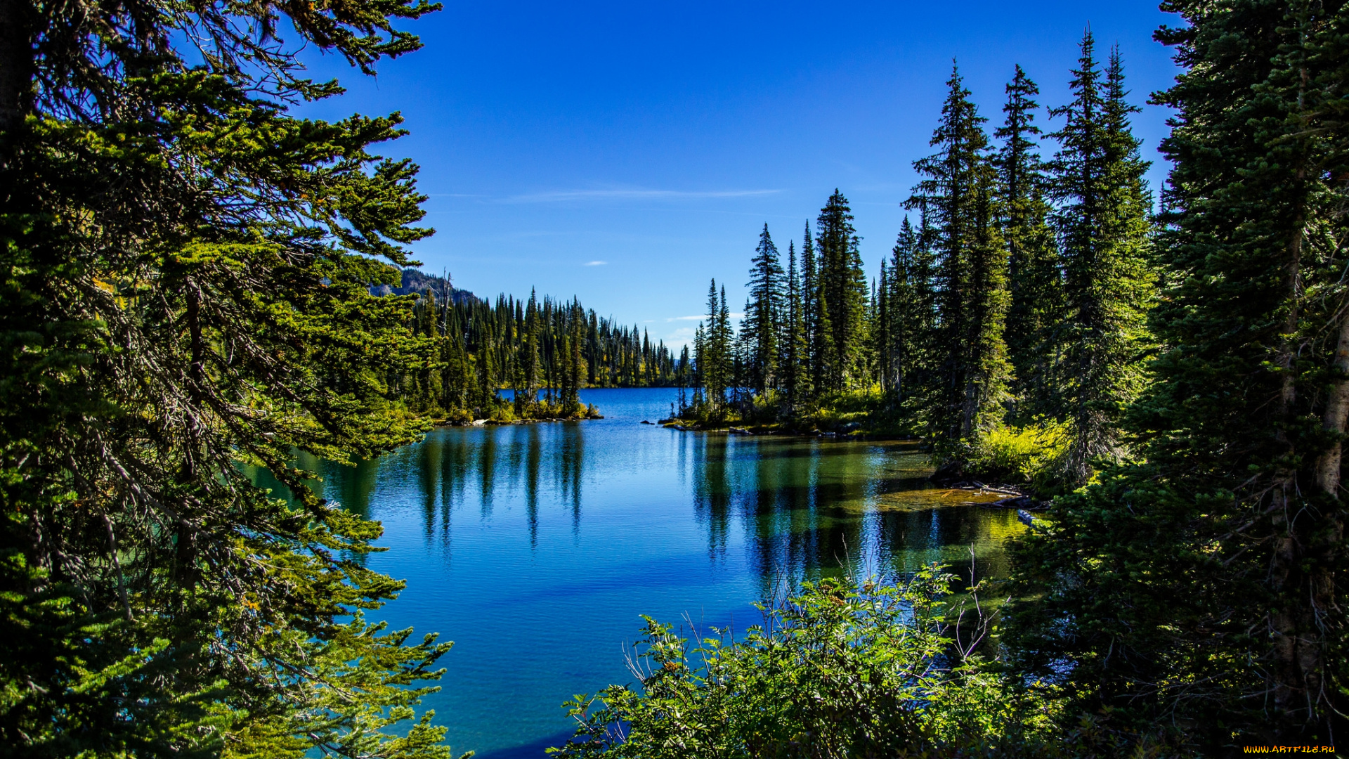 природа, реки, озера, лес, река