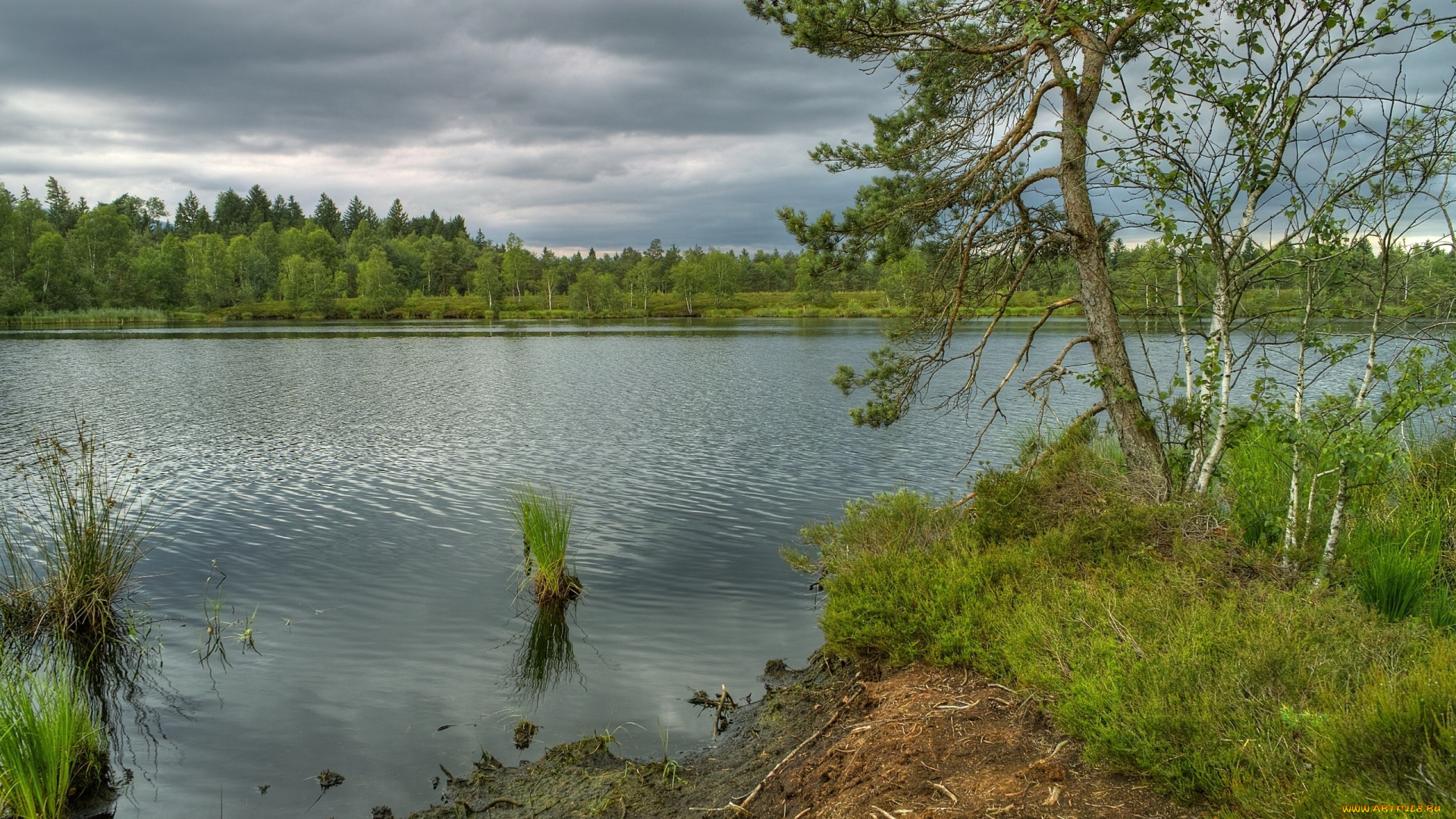 природа, реки, озера, река, деревья