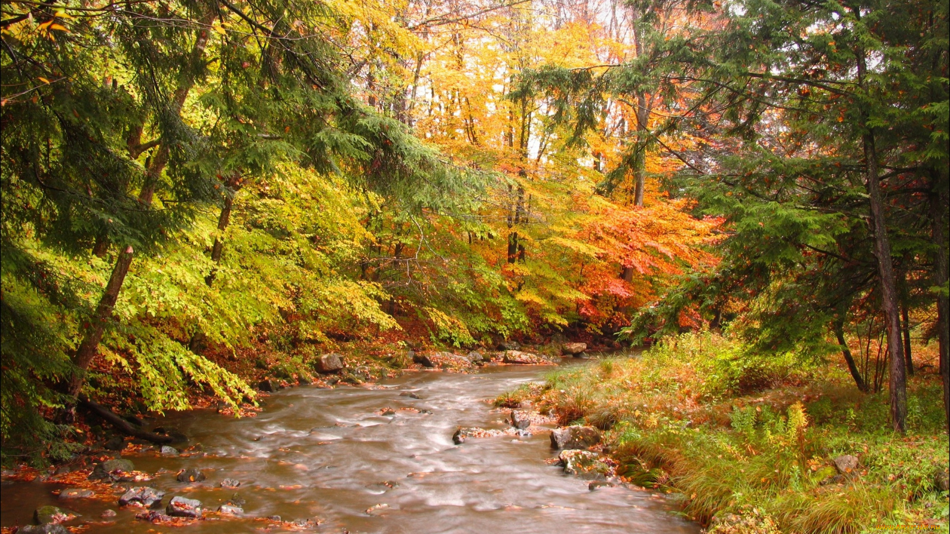 природа, реки, озера, река, лес