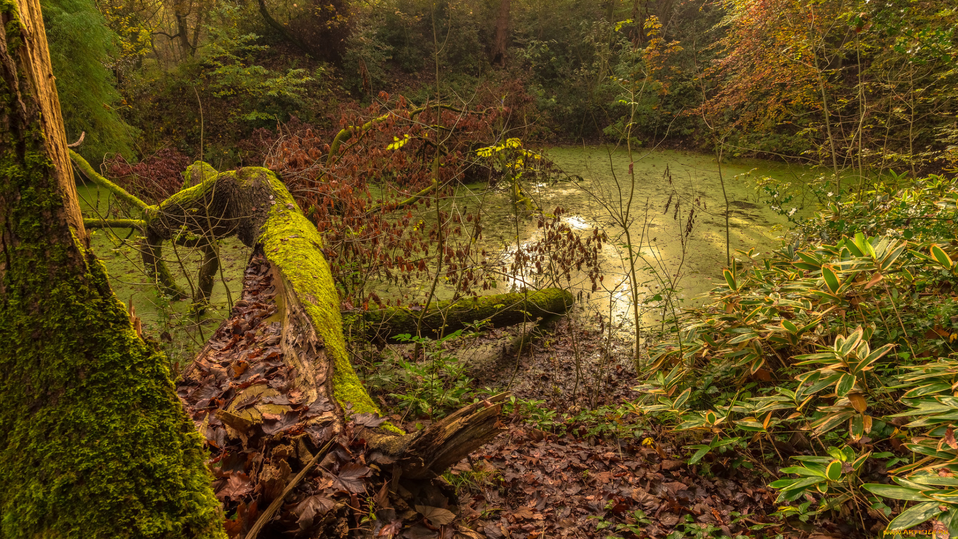 природа, реки, озера, река, лес