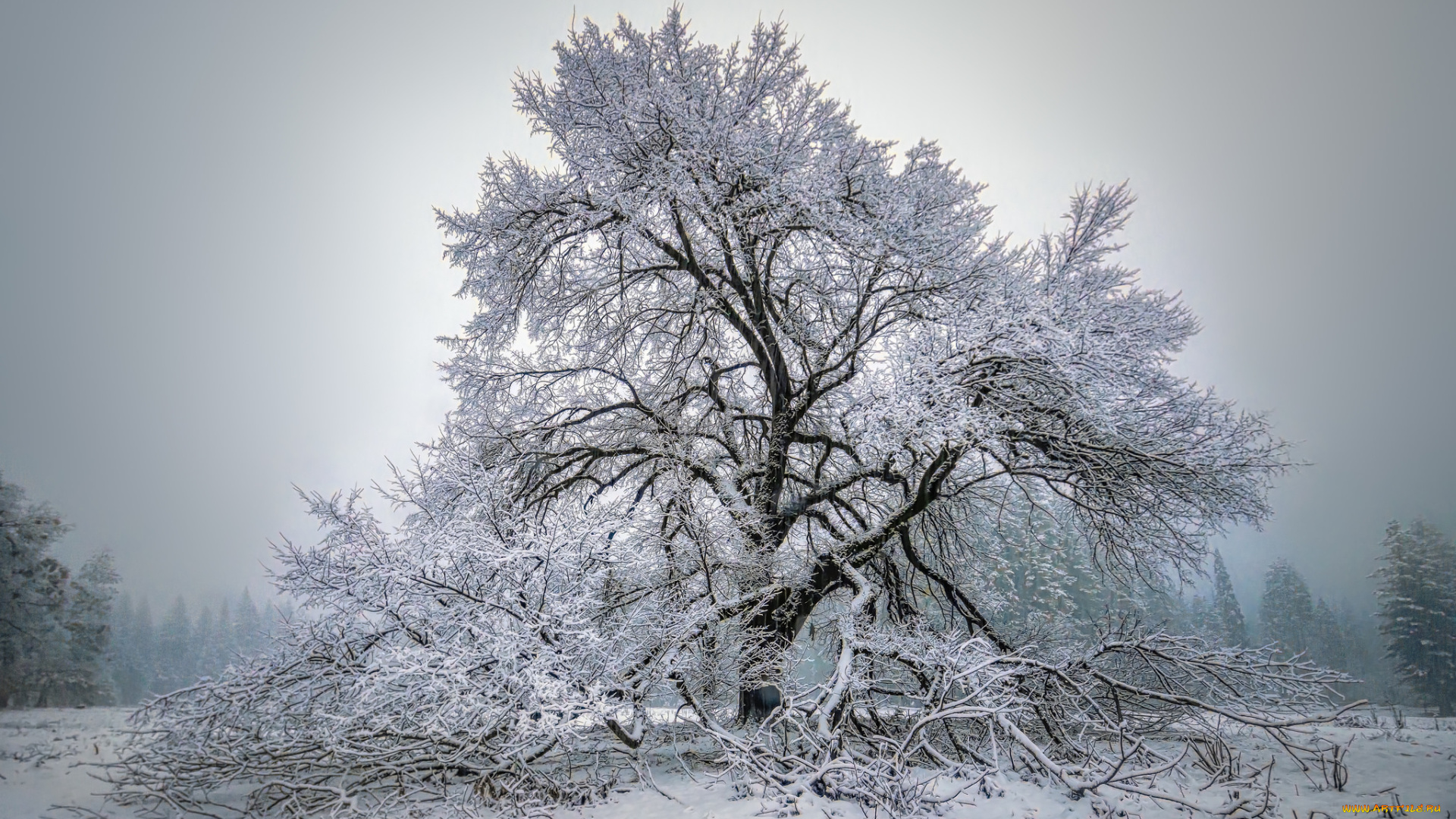 природа, зима, снег