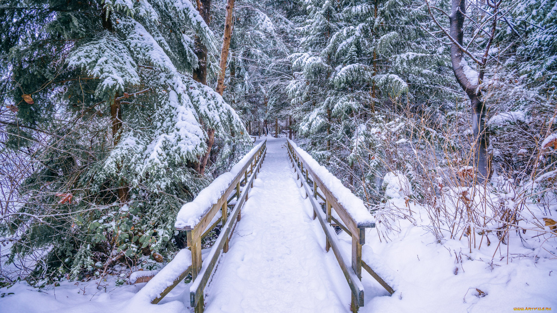 природа, зима, снег