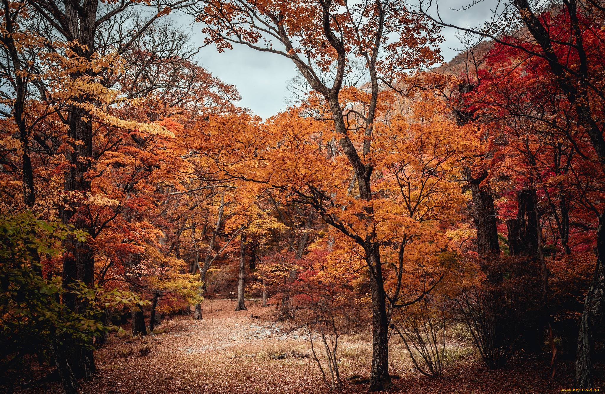 природа, лес, деревья