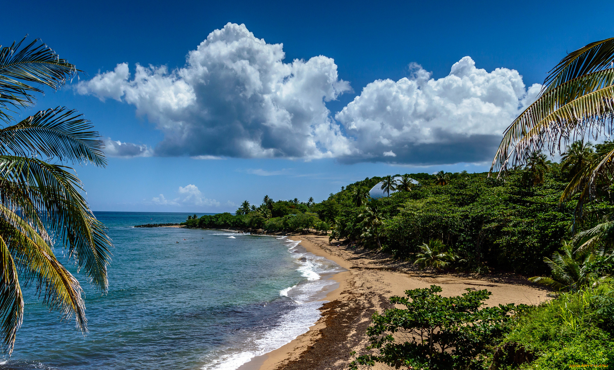 природа, тропики, курорт