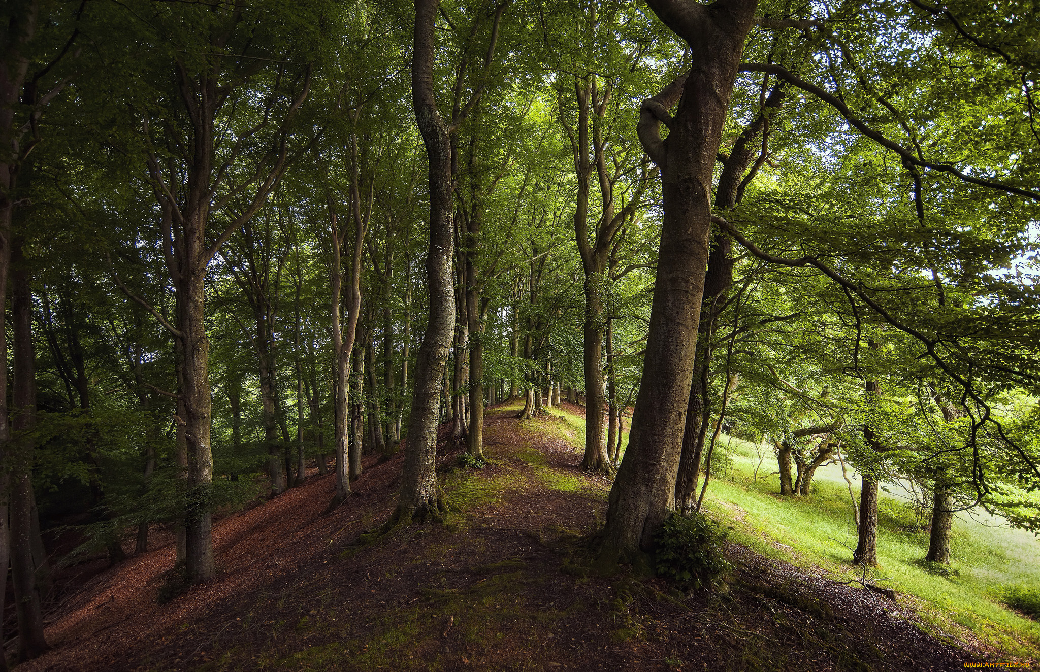 природа, лес, деревья