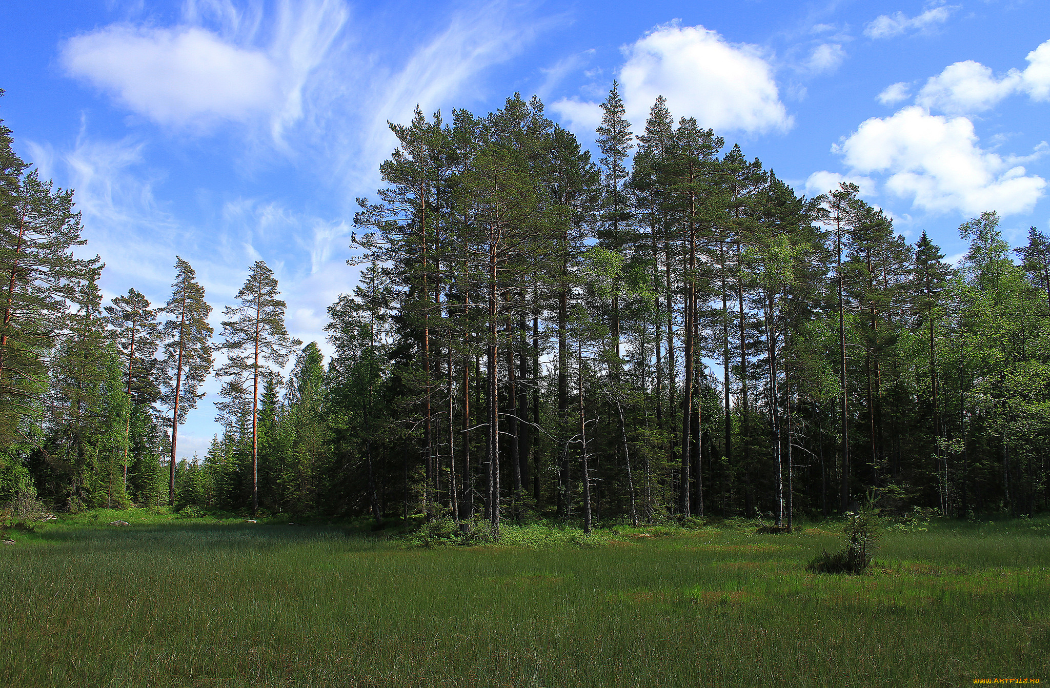 природа, лес, деревья