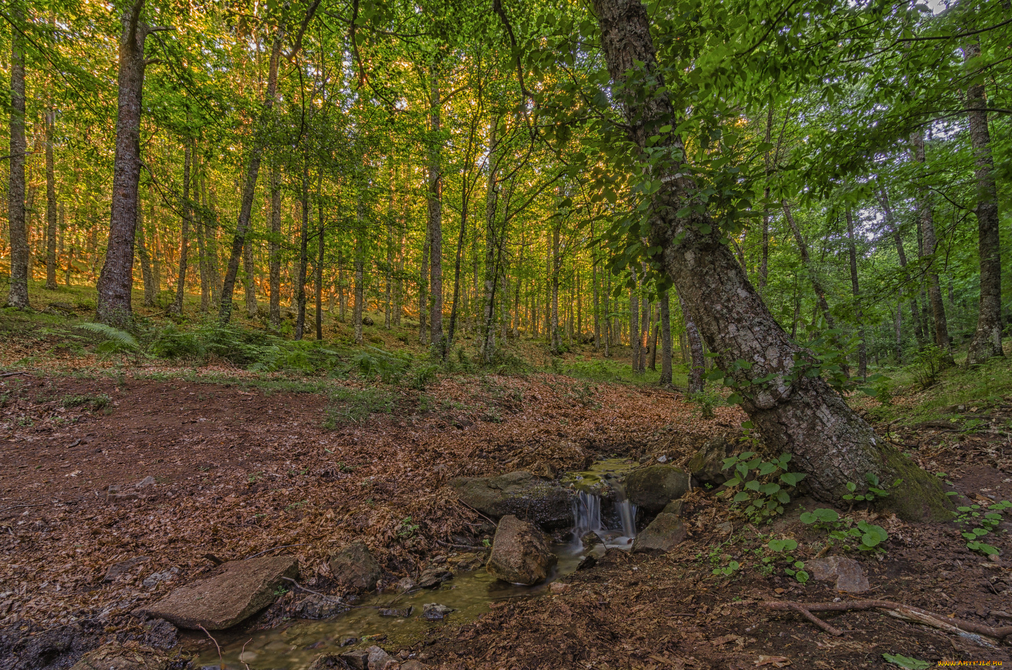 природа, лес, деревья