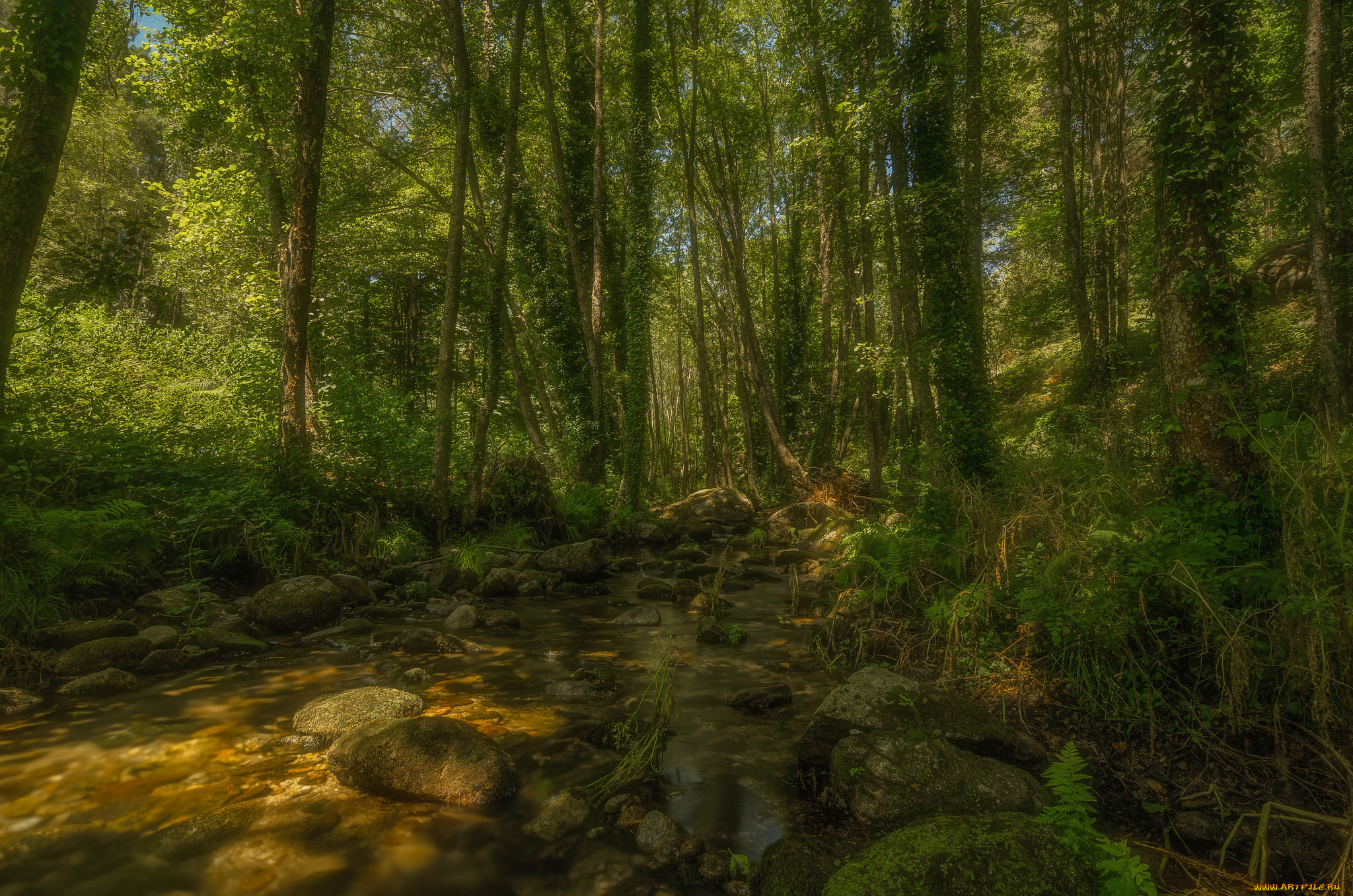 природа, лес, деревья