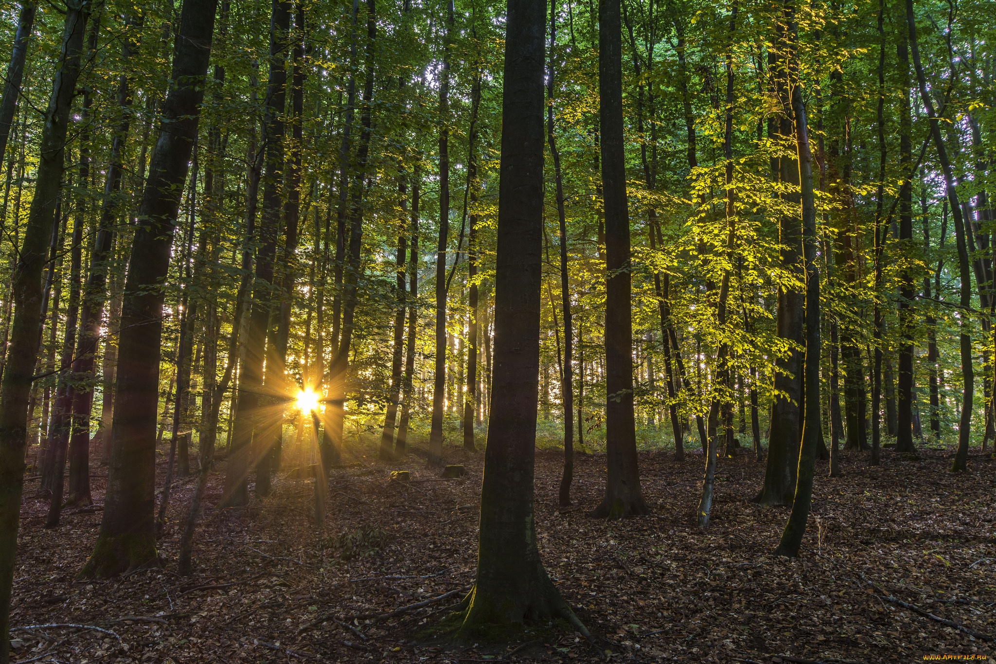 природа, лес, деревья