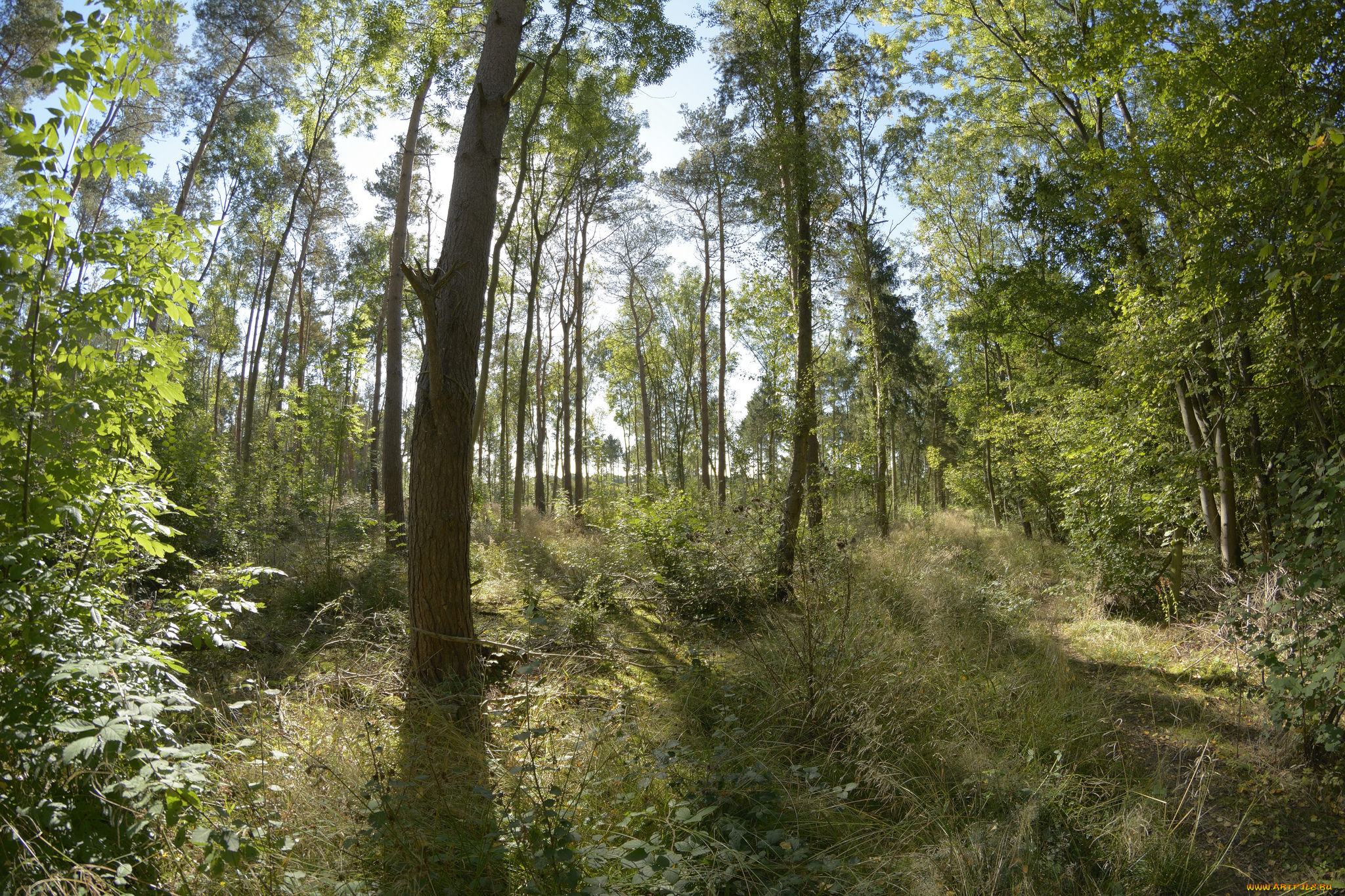 природа, лес, деревья