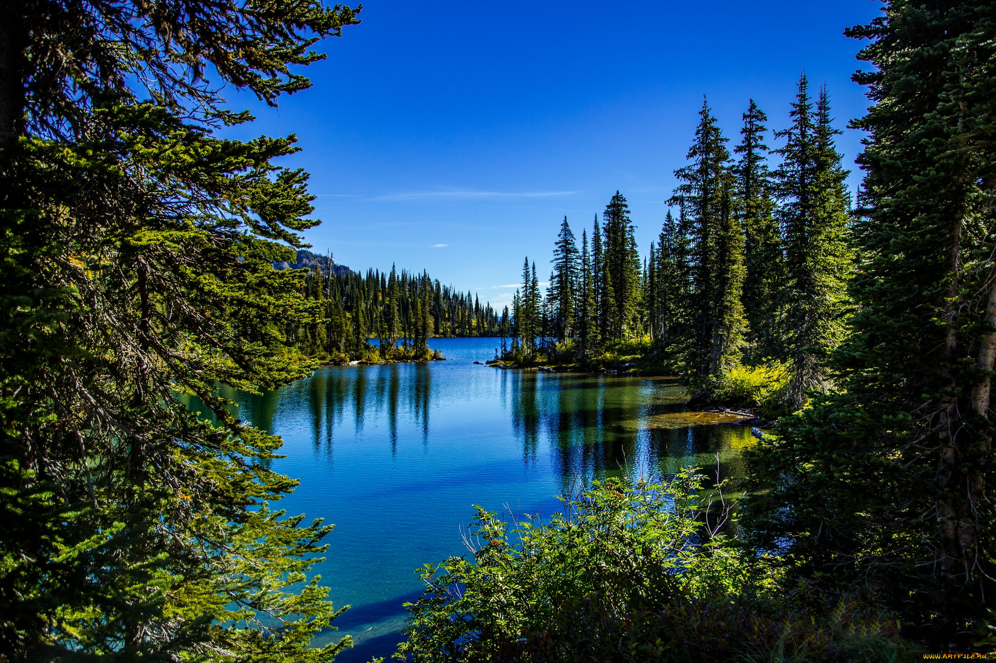 природа, реки, озера, лес, река