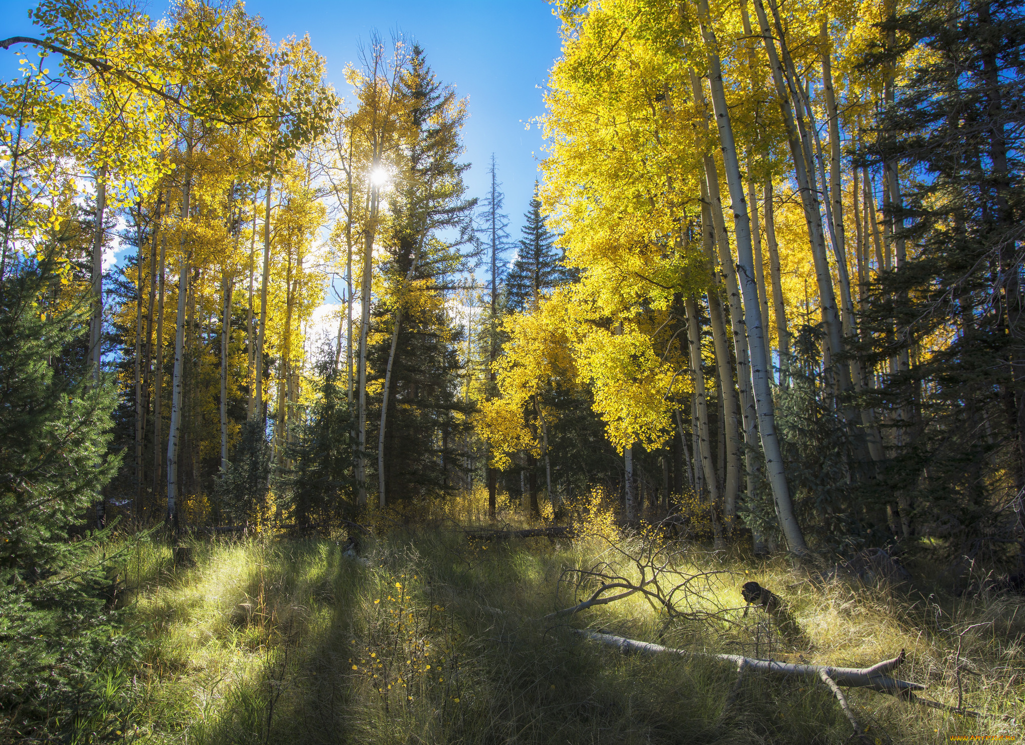 природа, лес, деревья