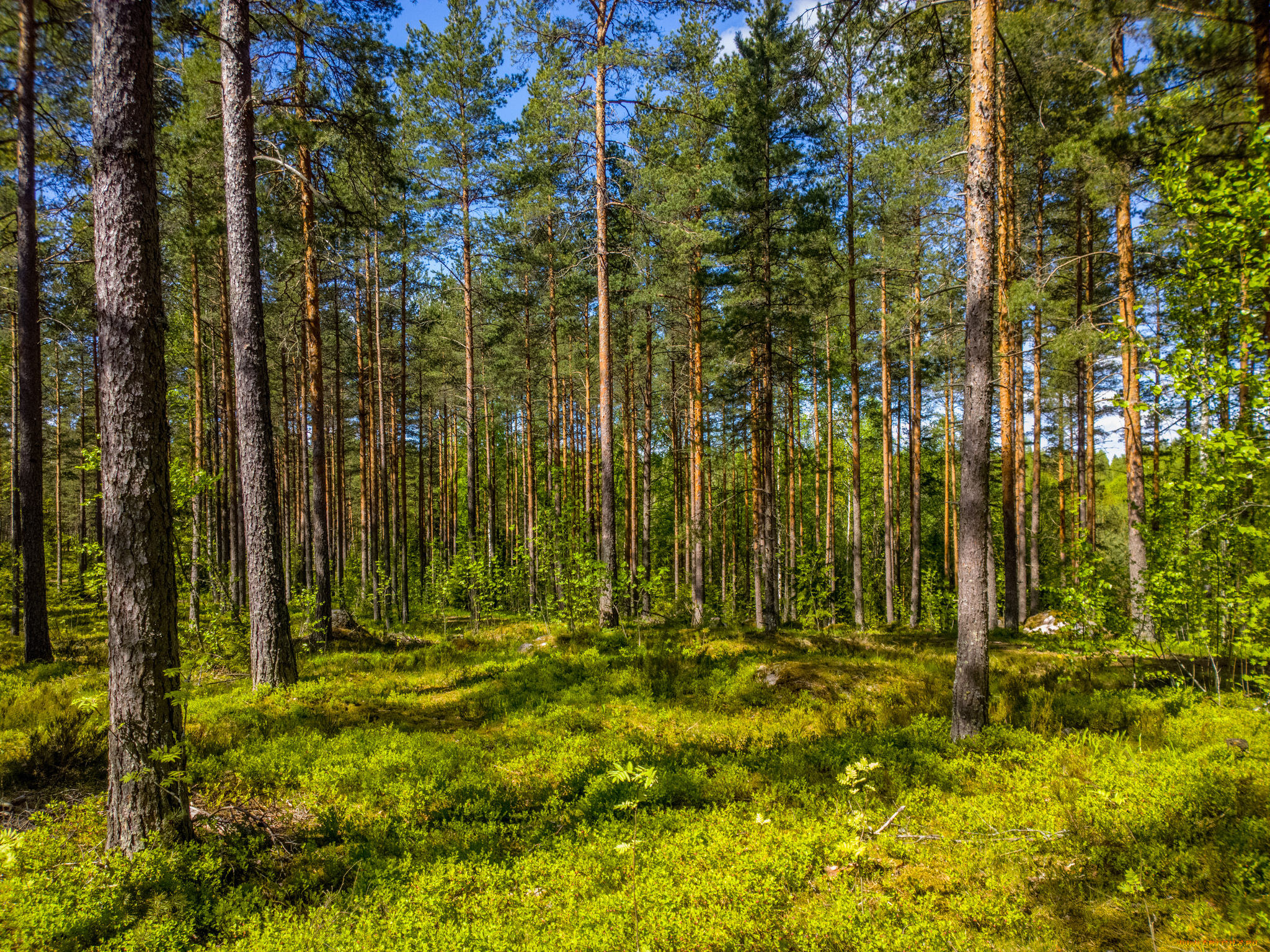 природа, лес, деревья