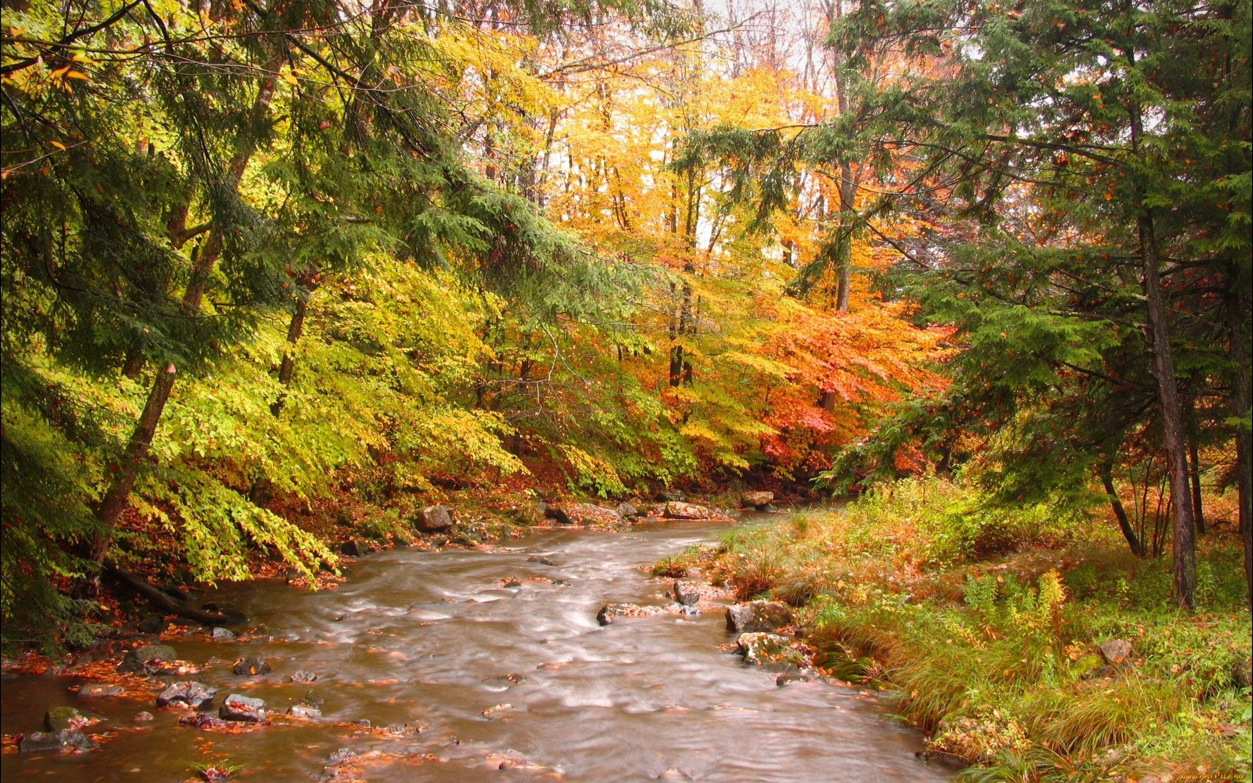 природа, реки, озера, река, лес