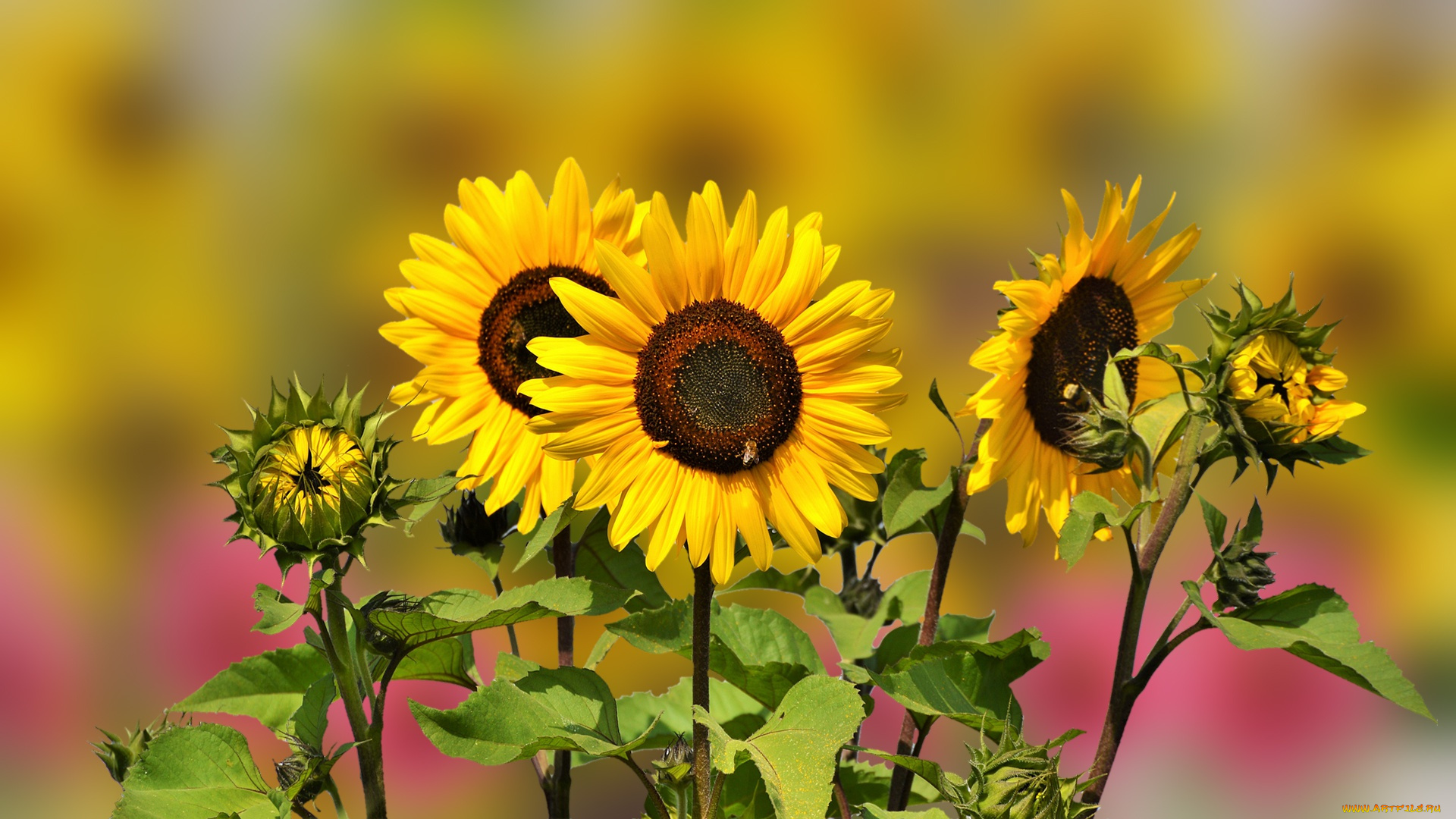 цветы, подсолнухи