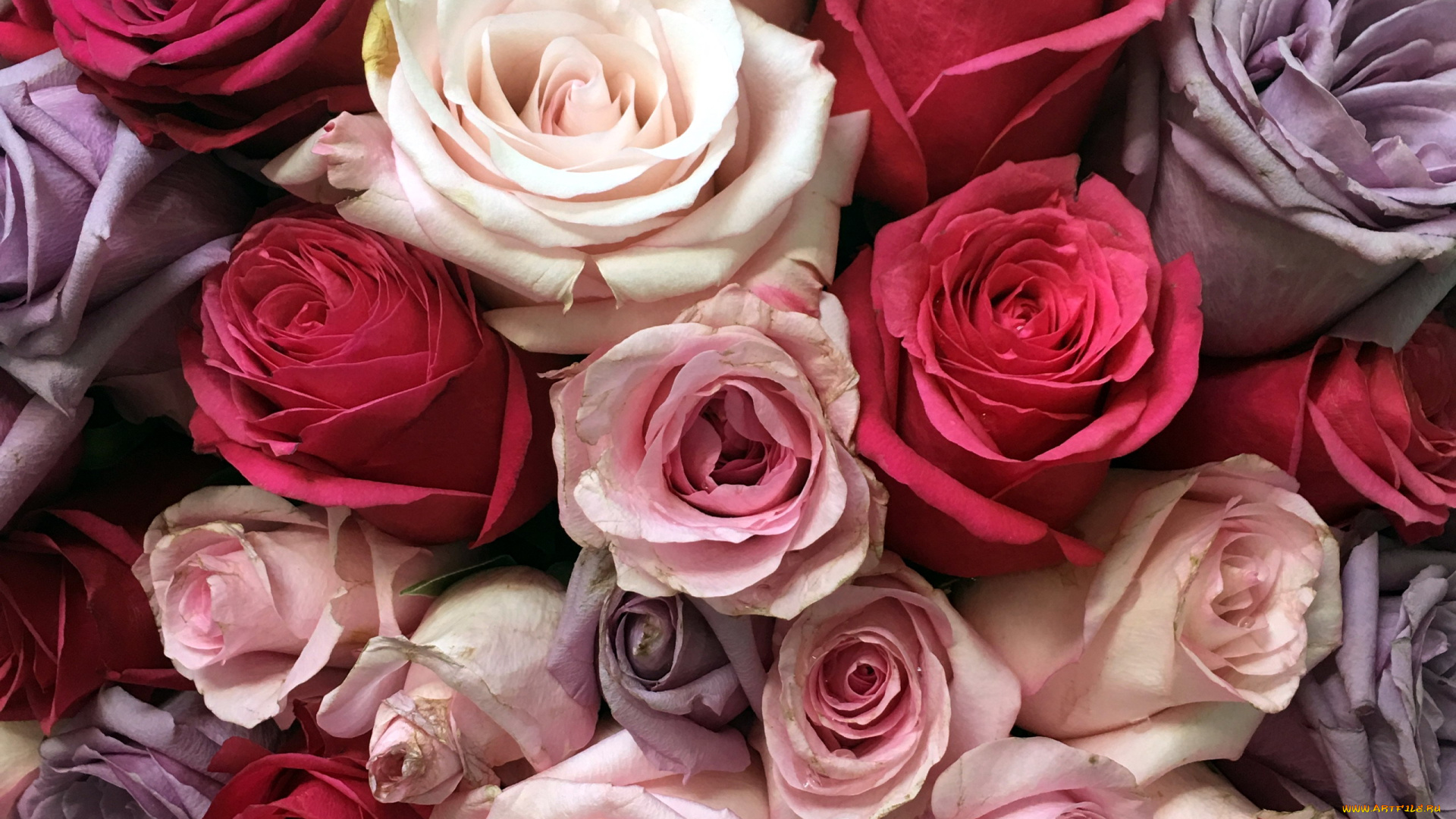 цветы, розы, бутоны