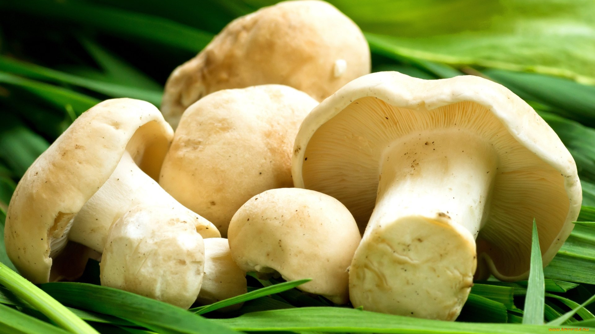 еда, грибы, , грибные, блюда, свежие