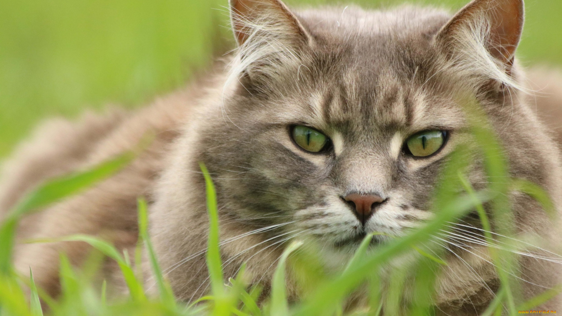 кот, животные, коты